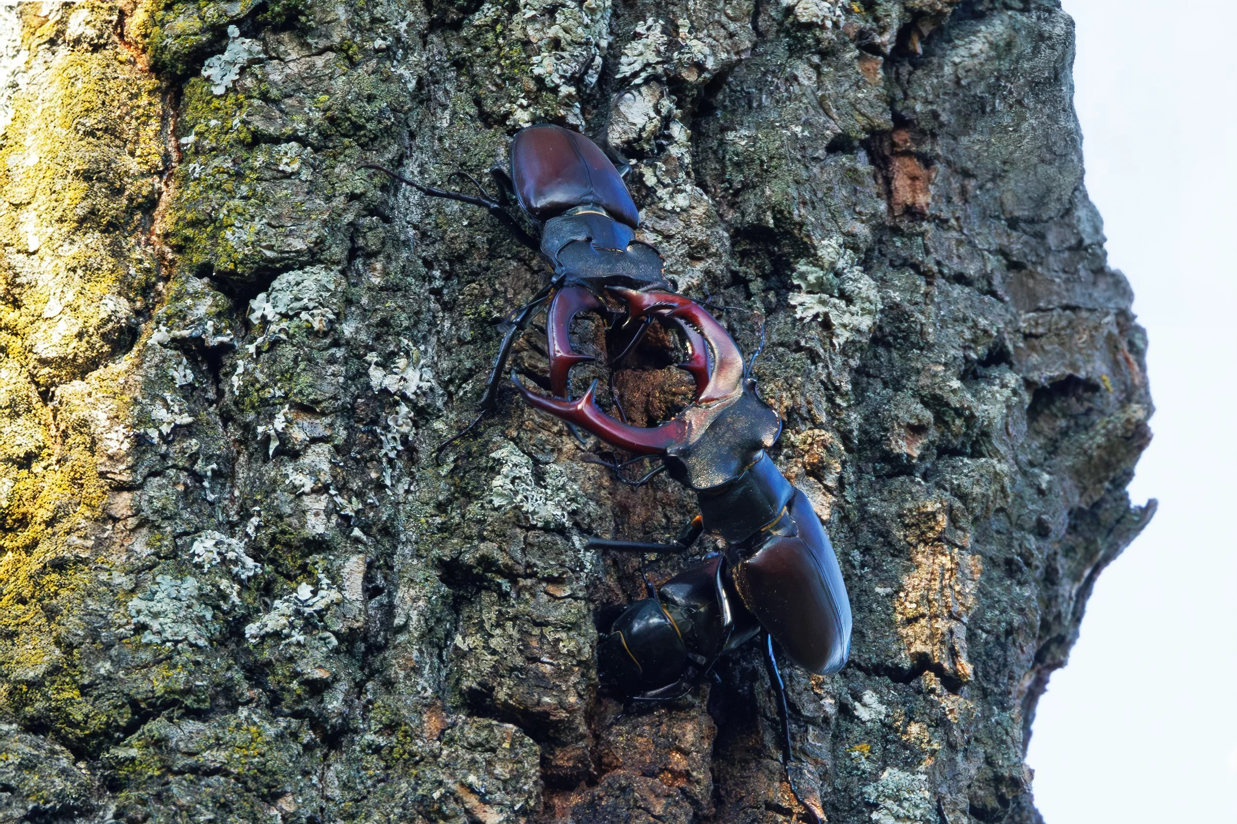 7P6A3603-Bearbeitet Hirschkäfer zoom crop.jpg