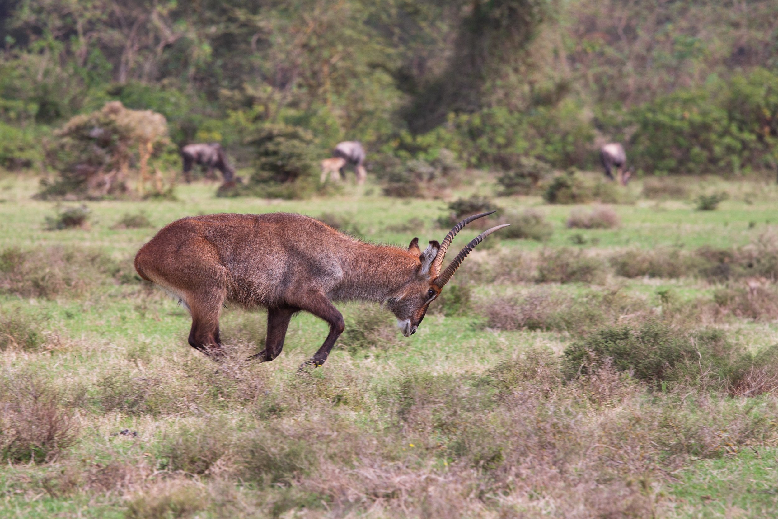 Defassa waterbuck