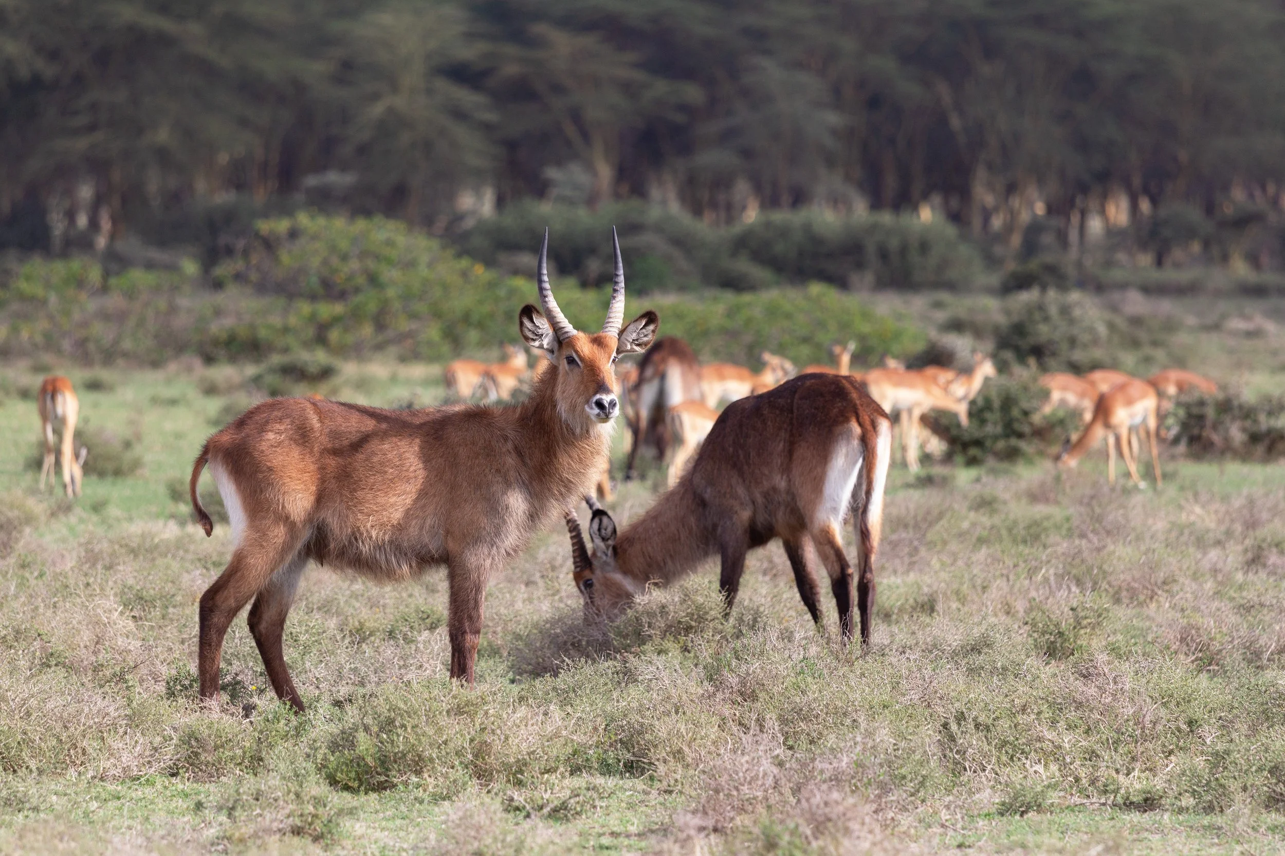 Defassa waterbuck