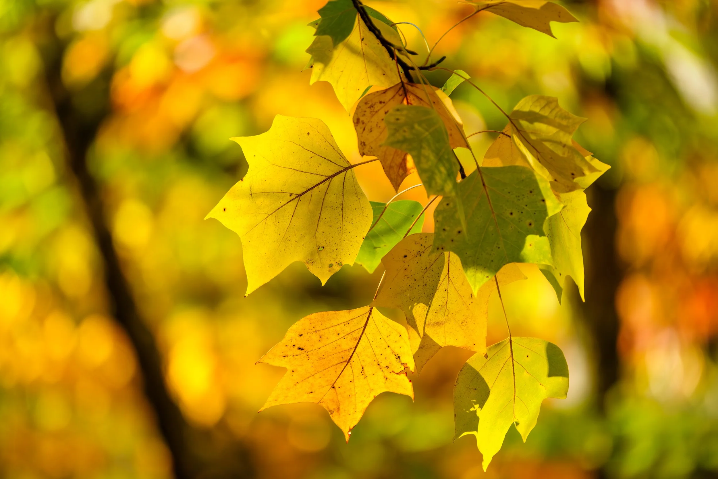 DSCF5670-Verbessert-RR-Bearbeitet-Bearbeitet Kopie.jpg