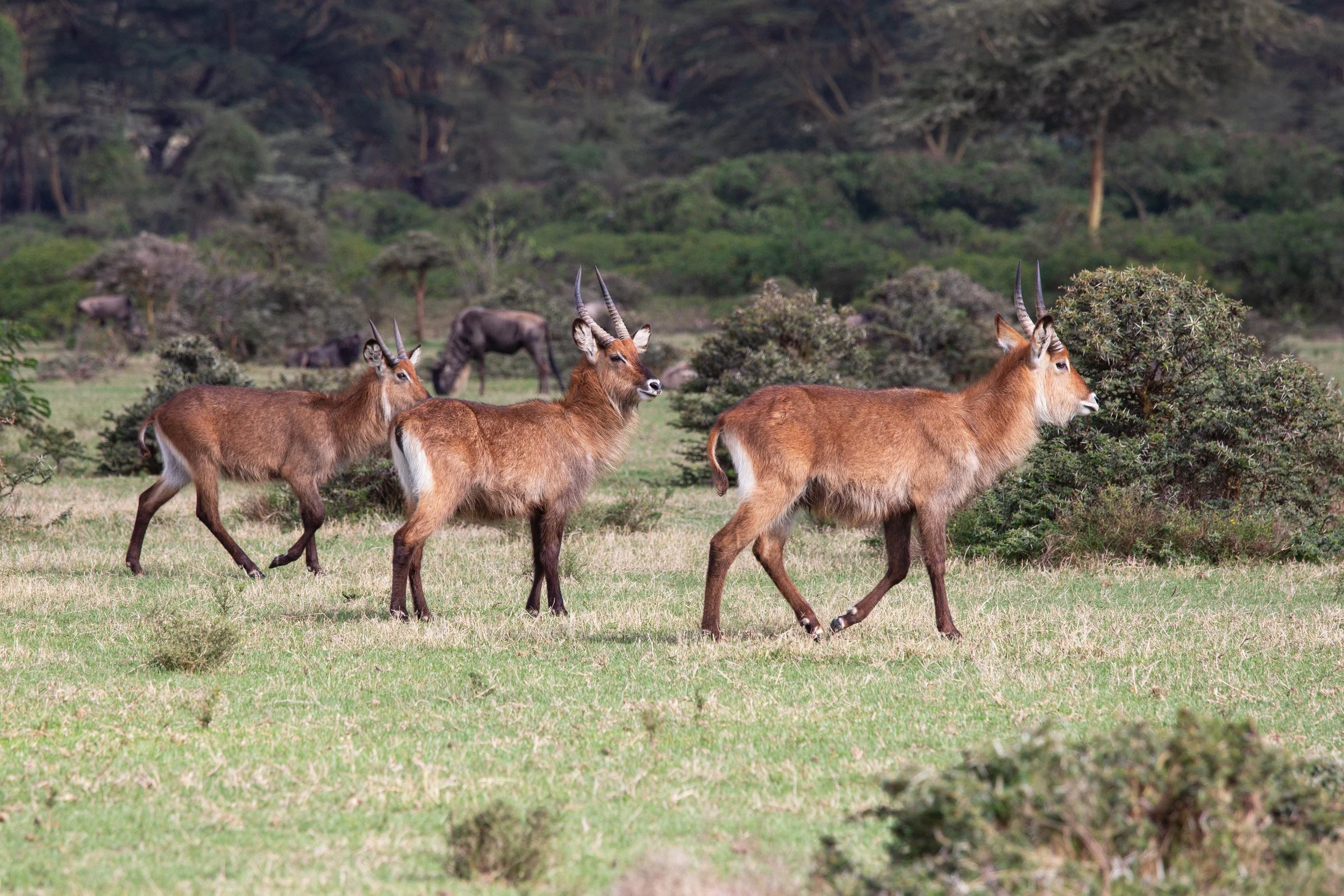 Defassa waterbuck