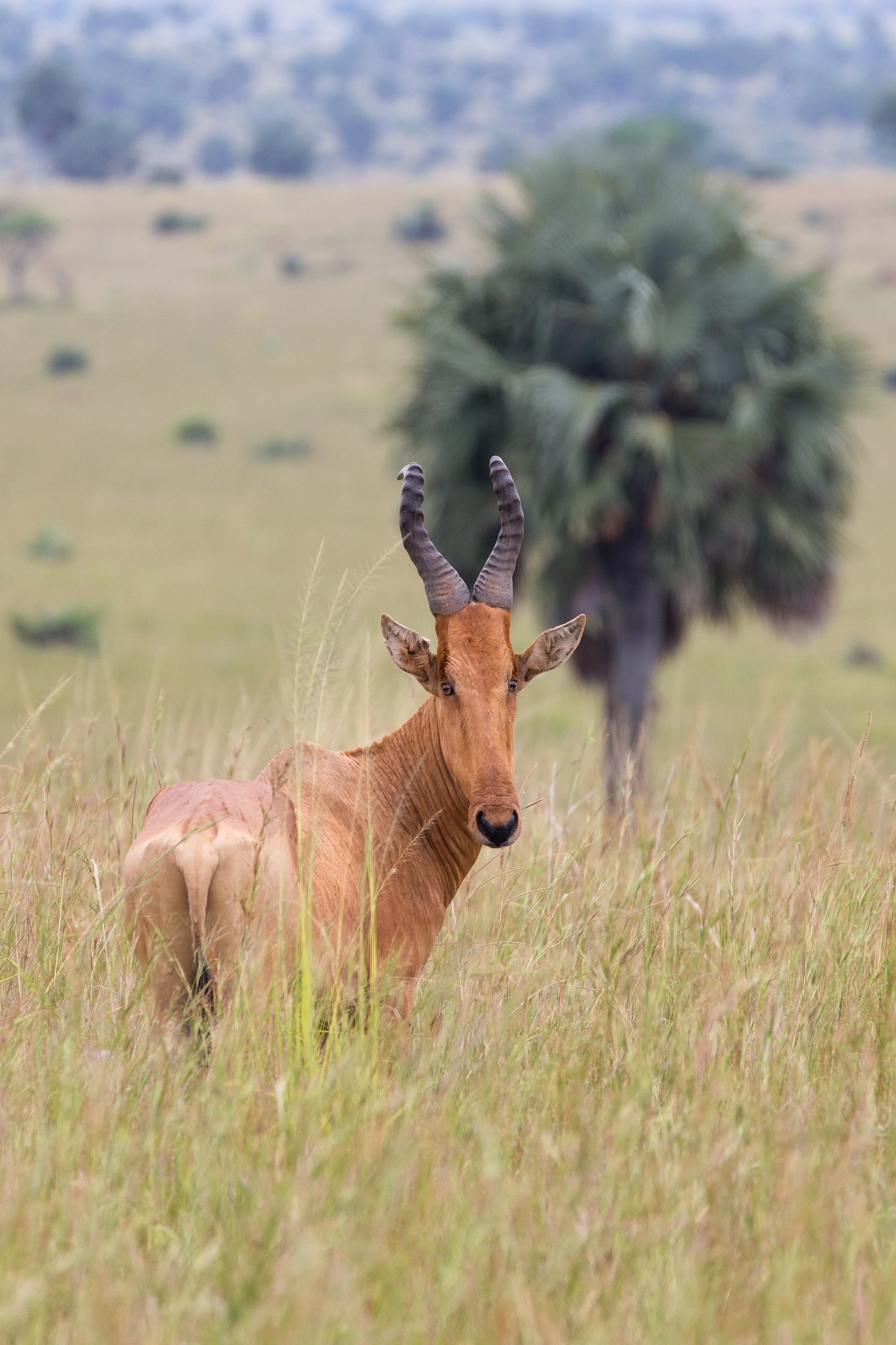 Jackson's hartebeest