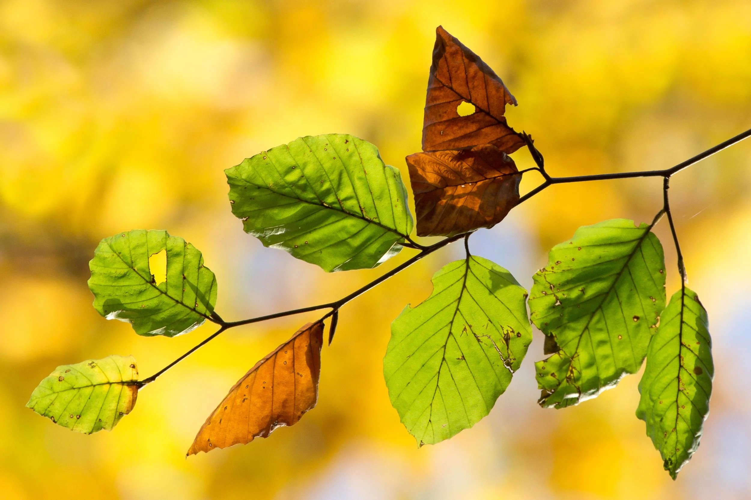 IMG_0468_bearb_crop-Bearbeitet Kopie.jpg