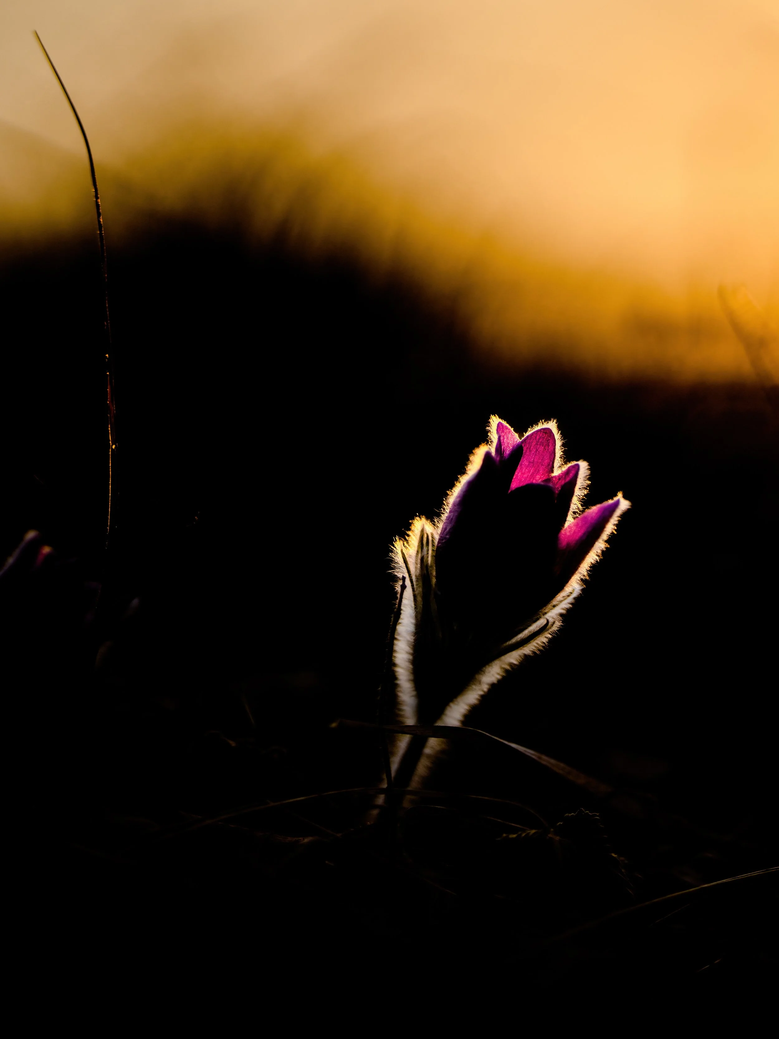 kuechenschelle 07.jpg