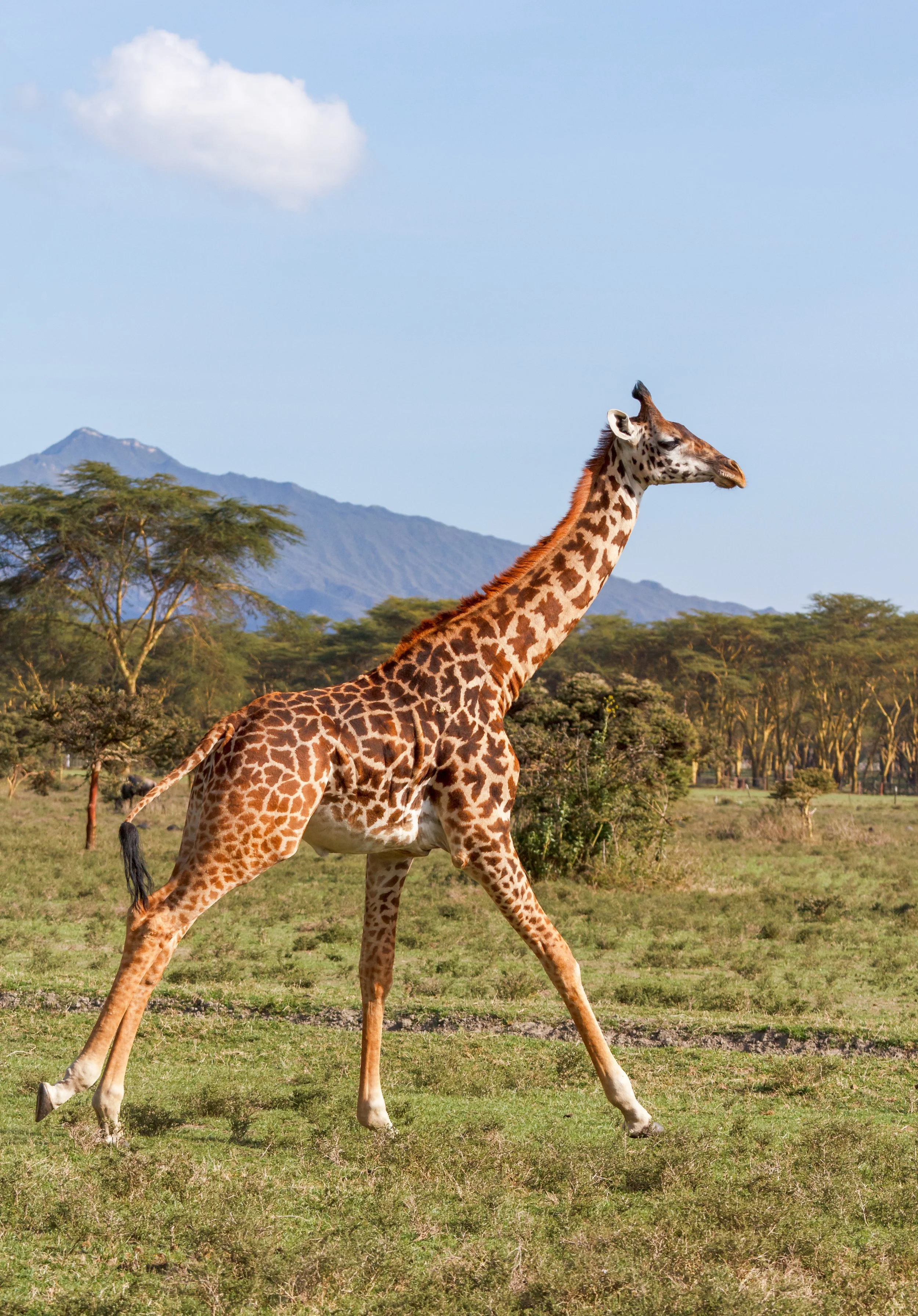 giraffe 08.jpg