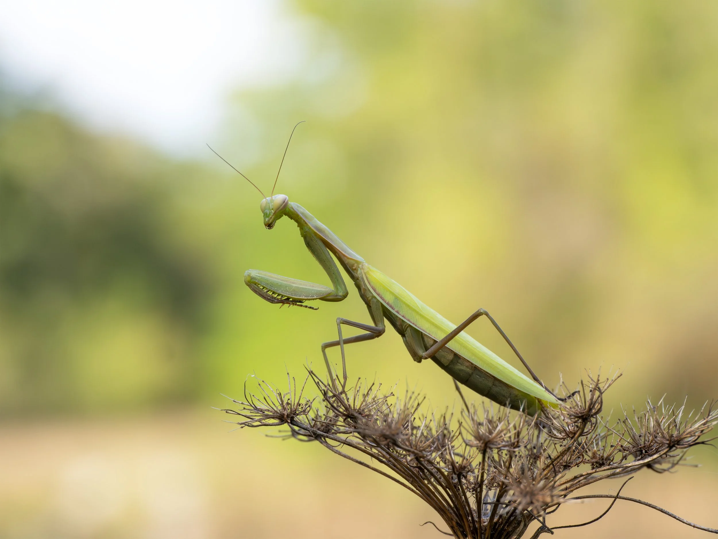 P9060394-Bearbeitet Mantis zoom.jpg