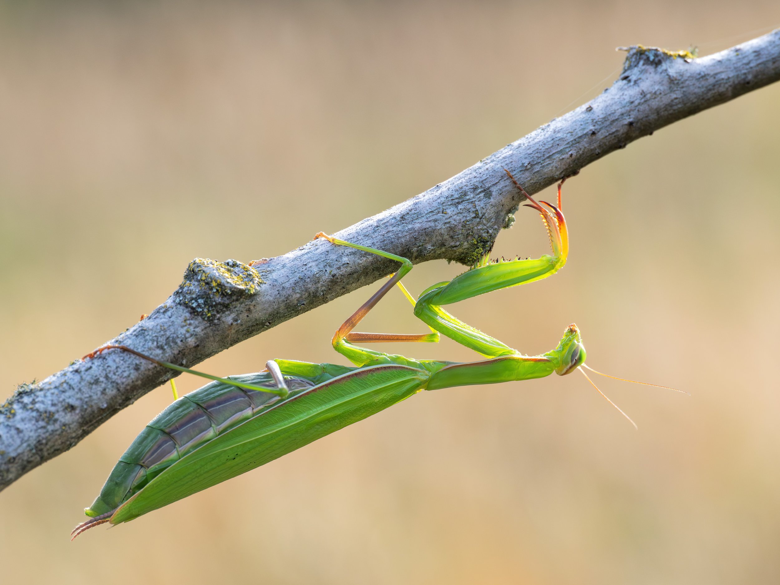 P9060572-Bearbeitet Mantis.jpg