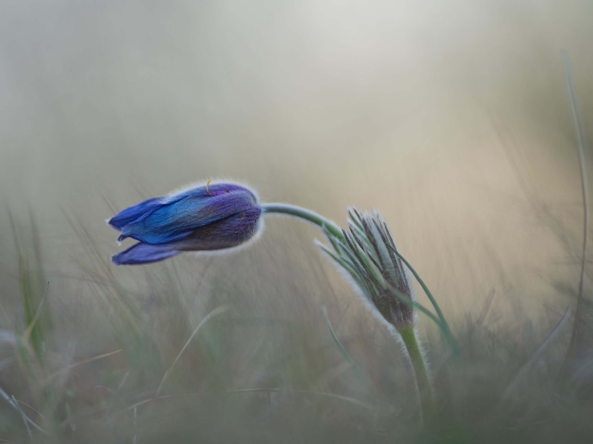 kuechenschelle 04.jpg