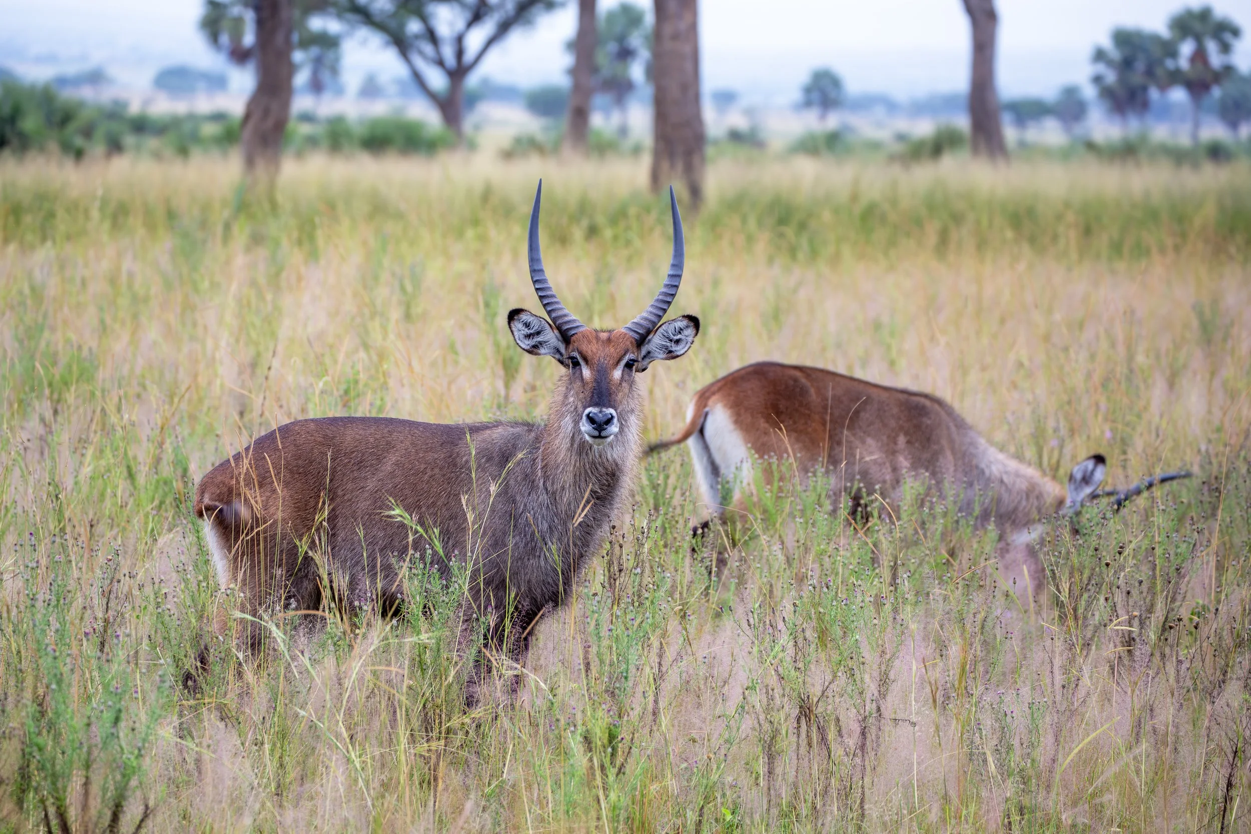 Defassa waterbuck