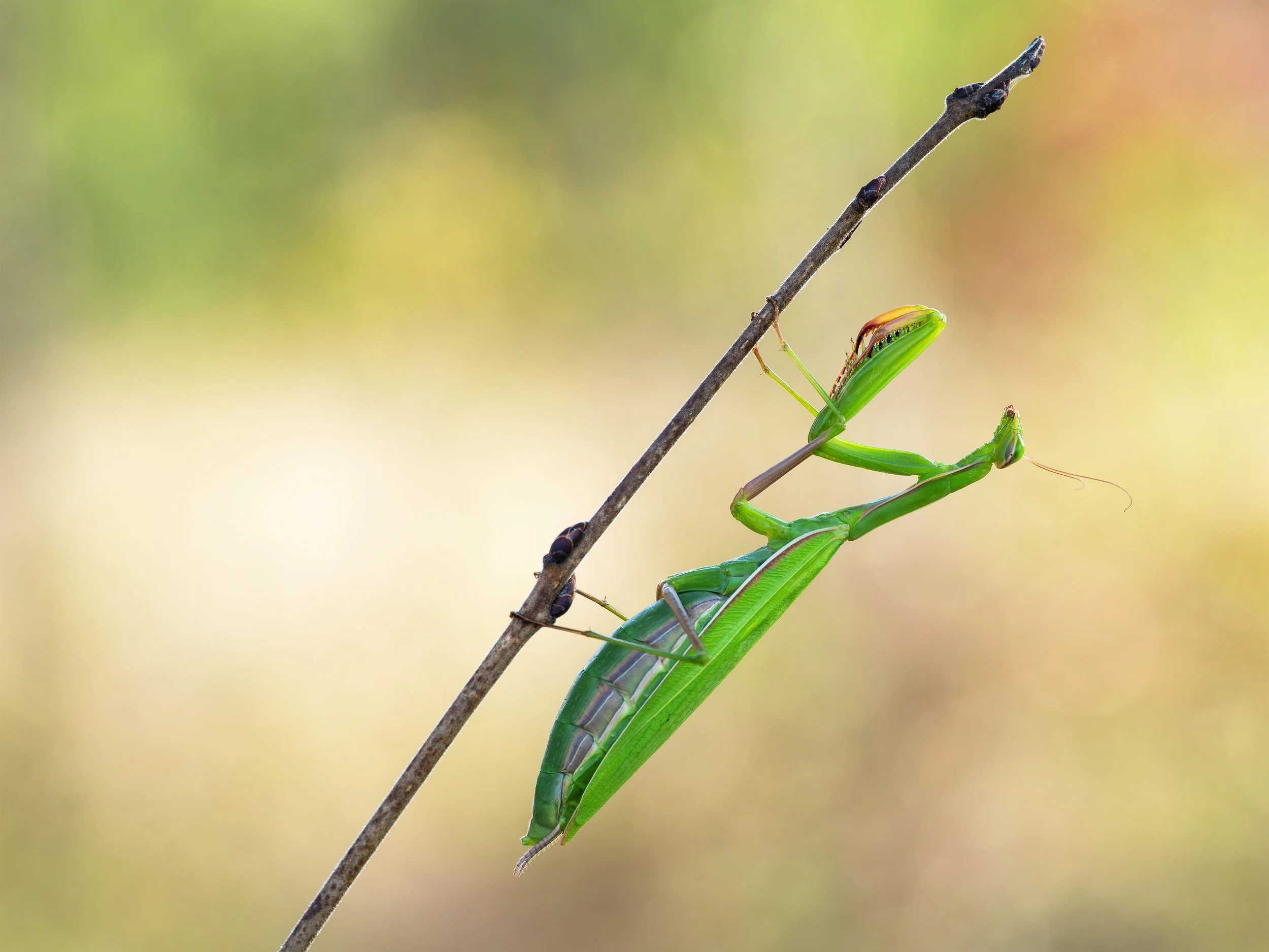 P9060829-Bearbeitet Mantis zoom.jpg