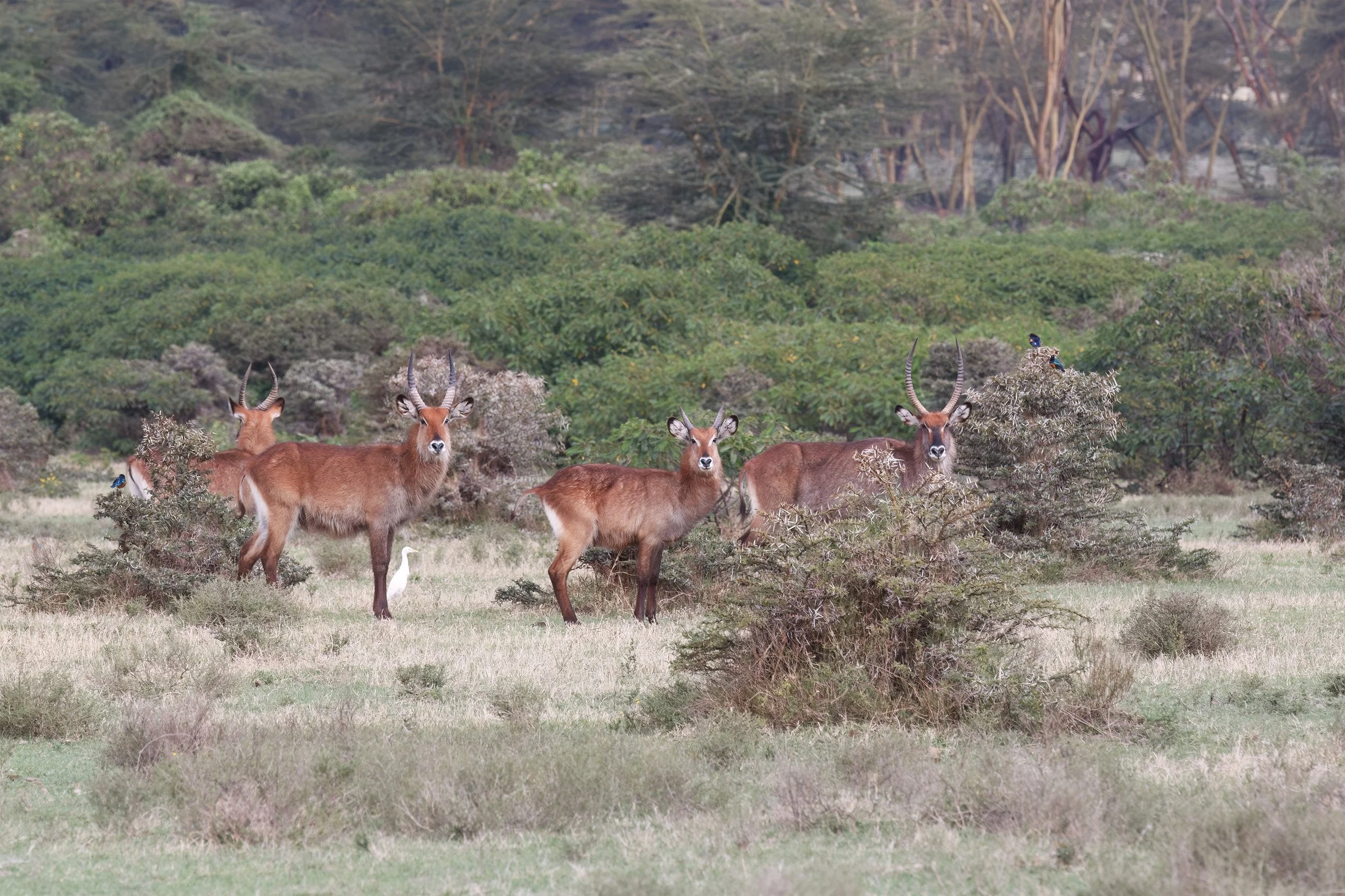 Defassa waterbuck