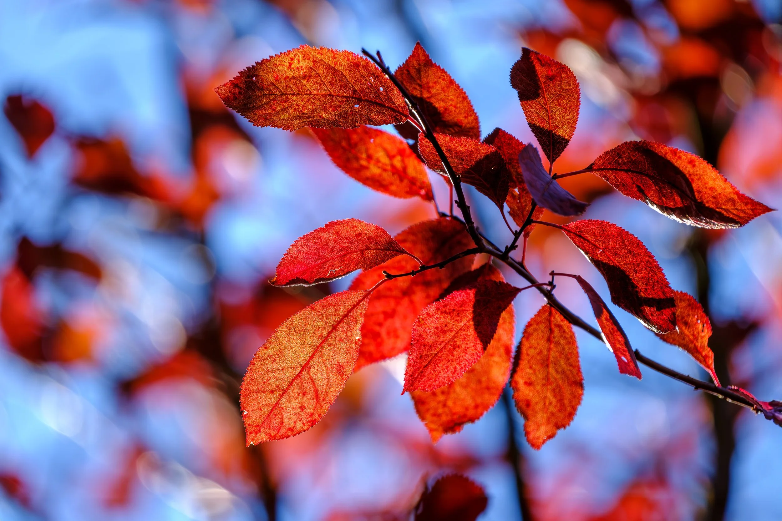 DSCF5673-Verbessert-RR-Bearbeitet Kopie.jpg