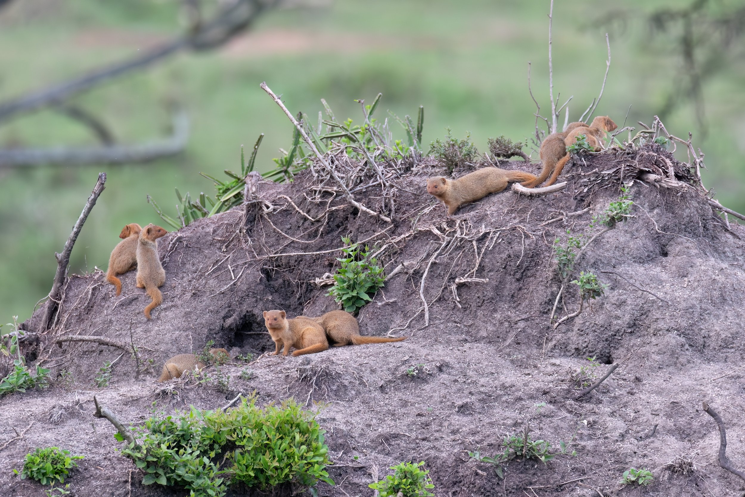 Common dwarf mongoose
