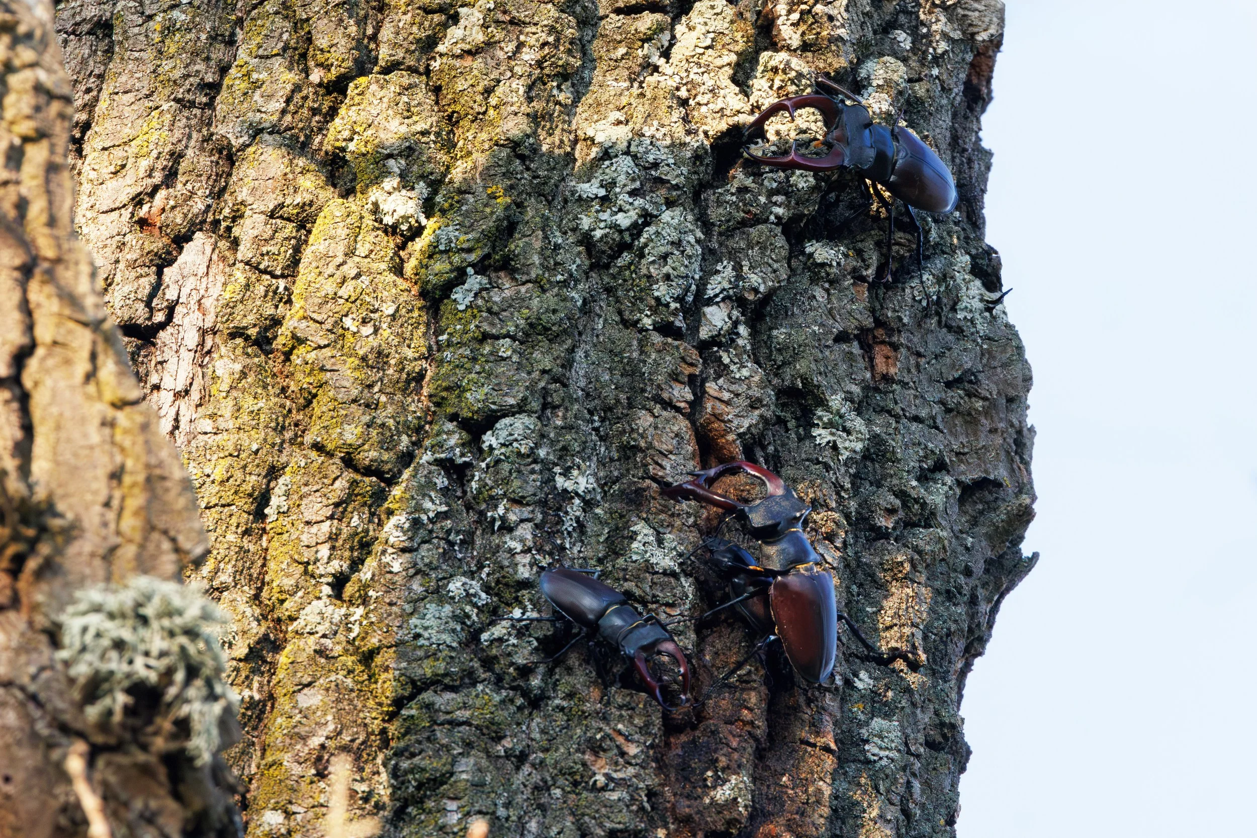 7P6A3539-Bearbeitet Hirschkäfer.jpg