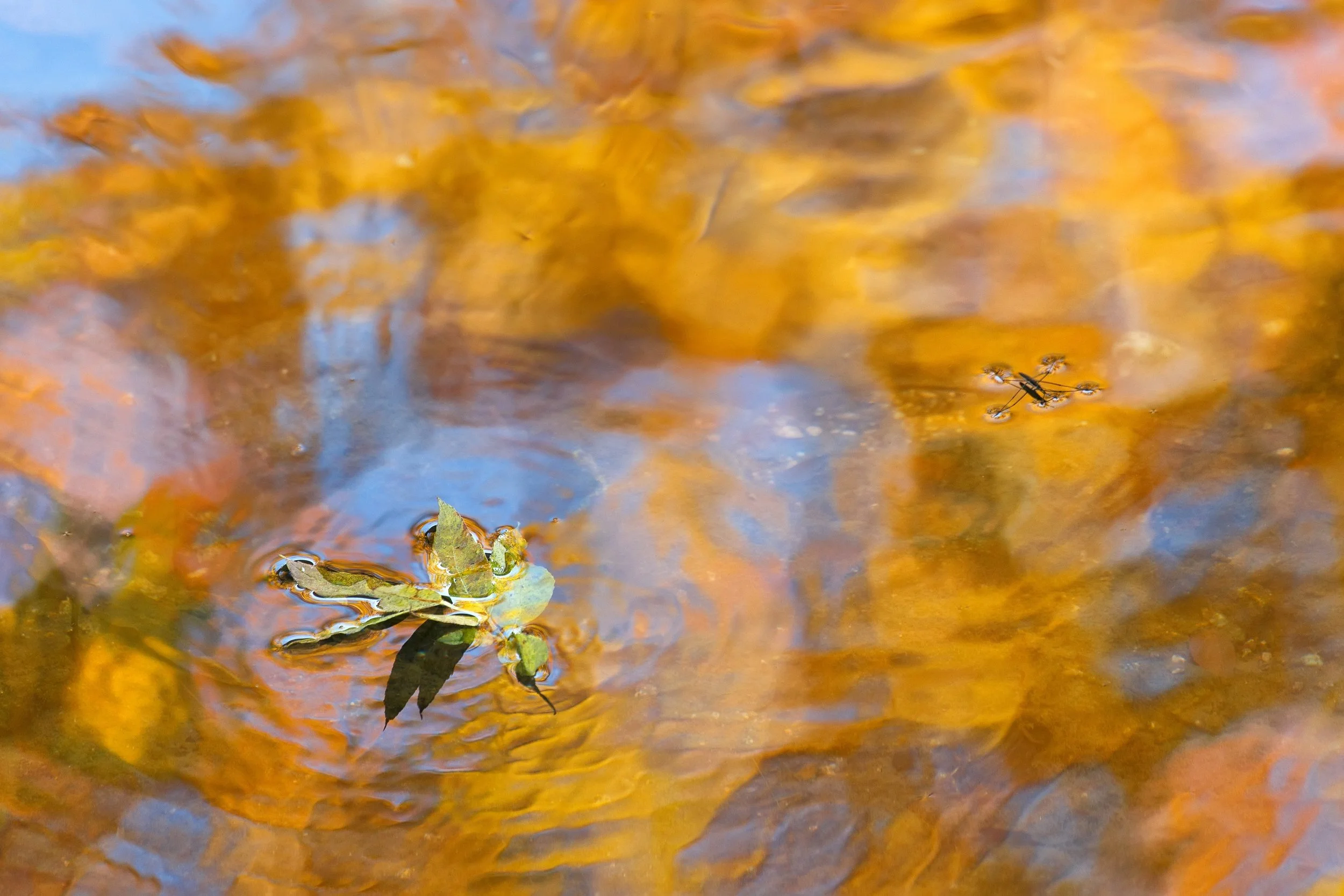 IMG_0316_bearb-Bearbeitet Kopie.jpg