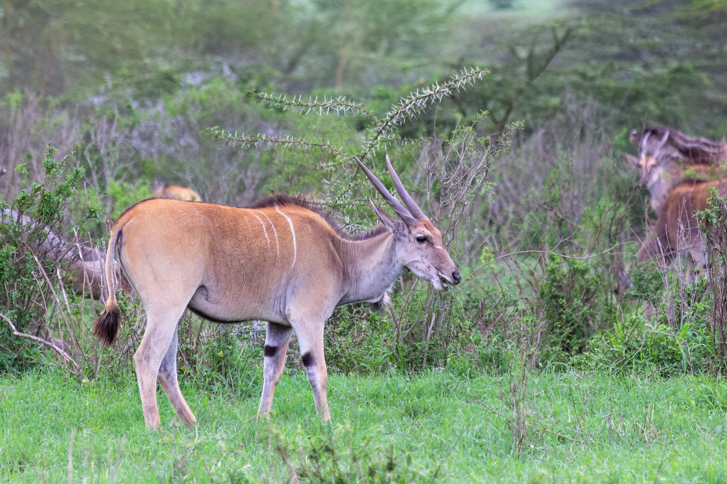 Eland