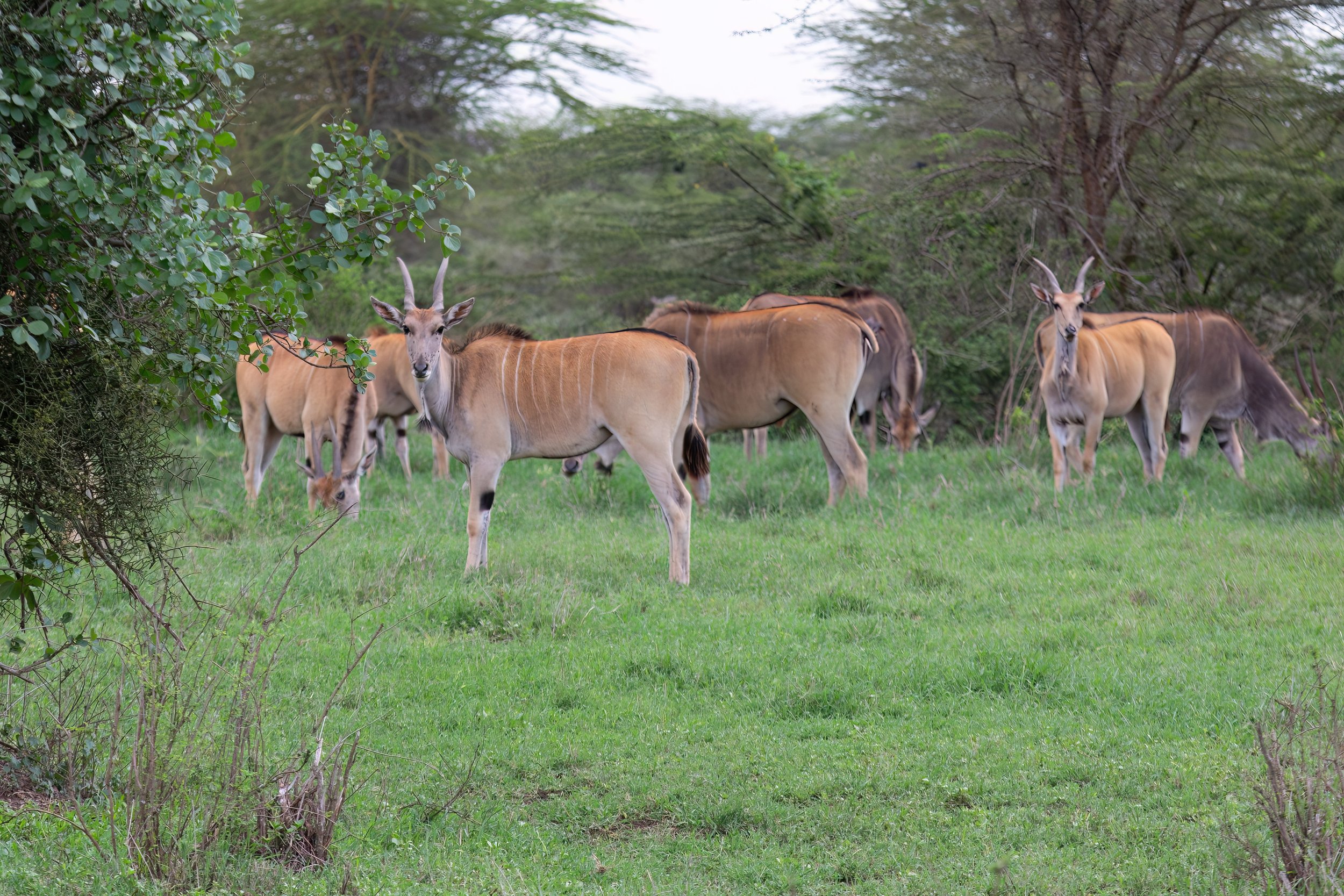 Eland