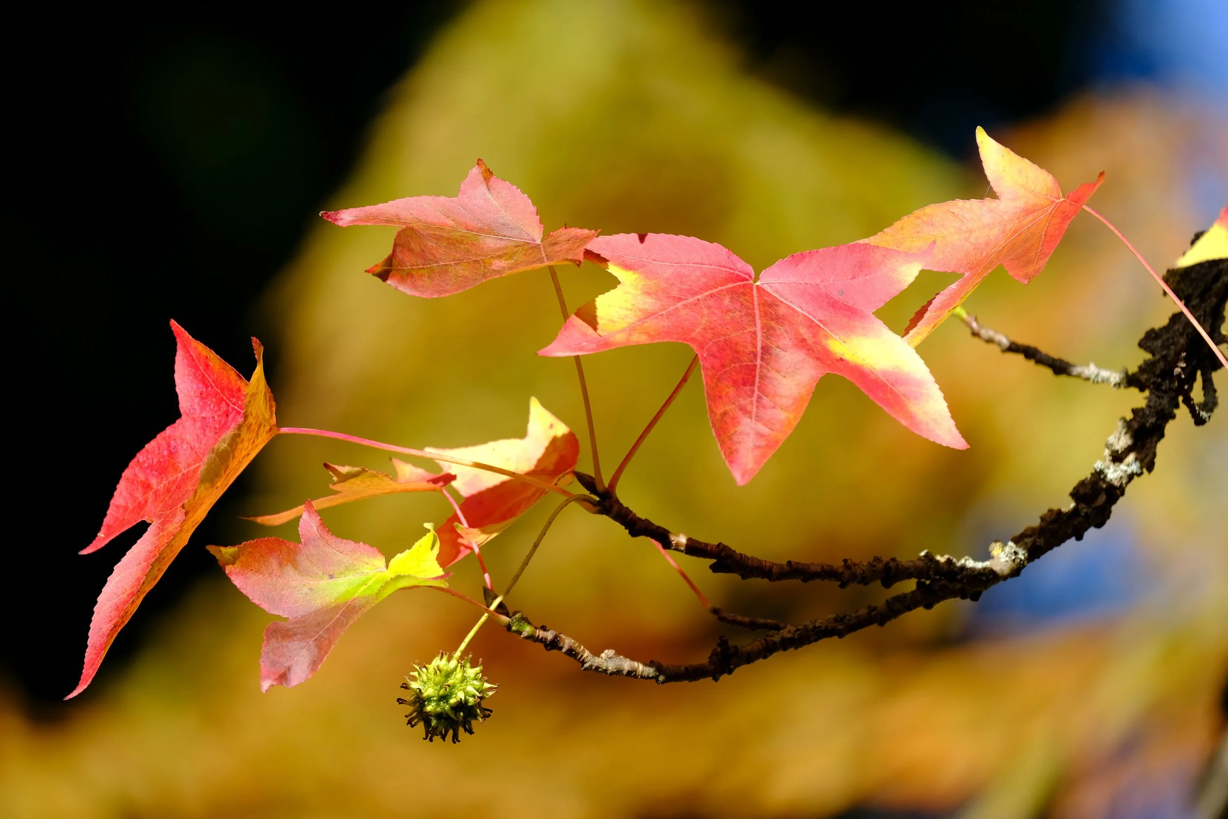 DSCF5639-Bearbeitet Kopie.jpg