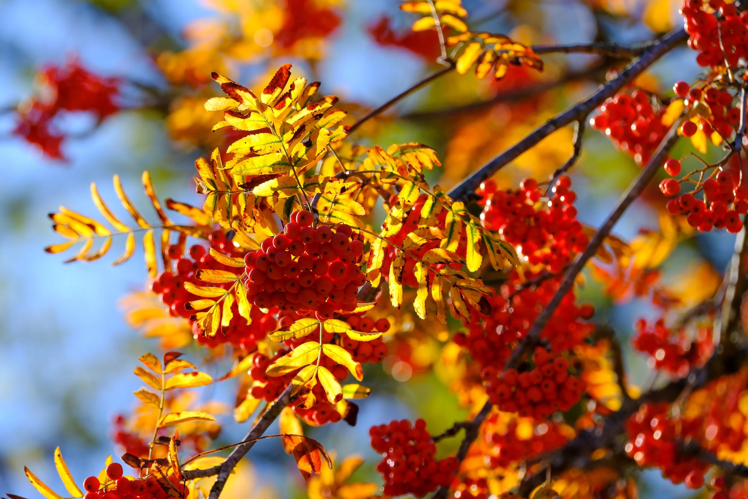 DSCF5602_bearb-Bearbeitet Kopie.jpg