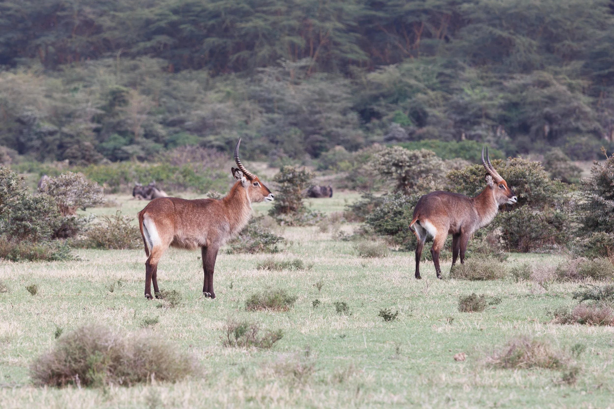 Defassa waterbuck