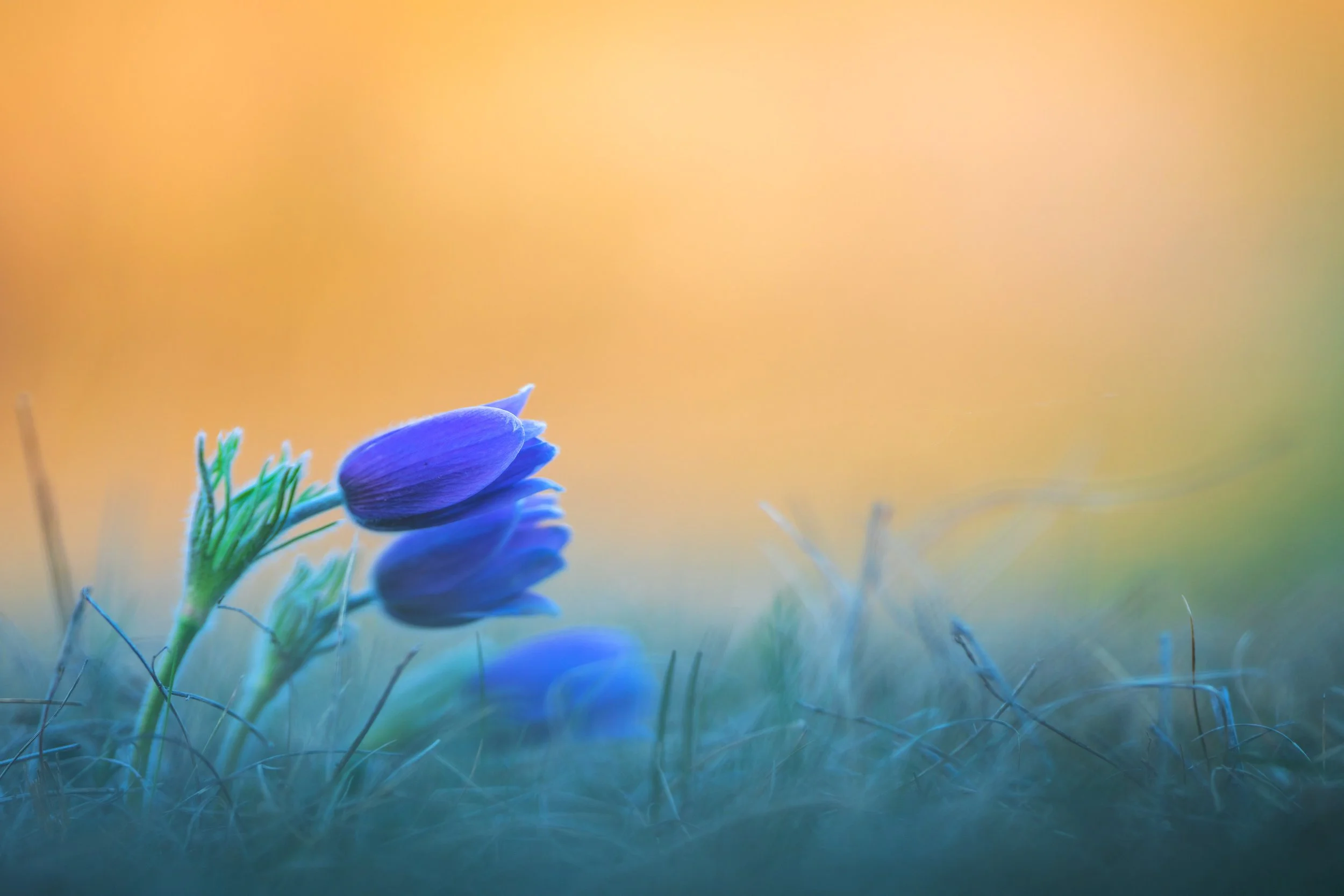 kuechenschelle 06.jpg