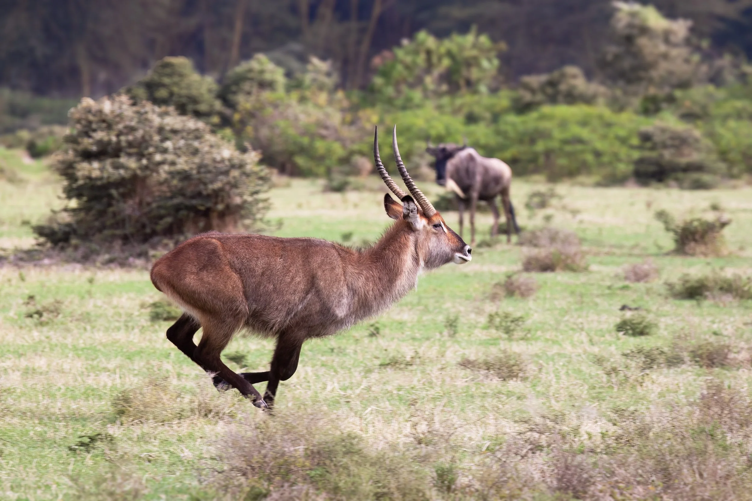 Defassa waterbuck