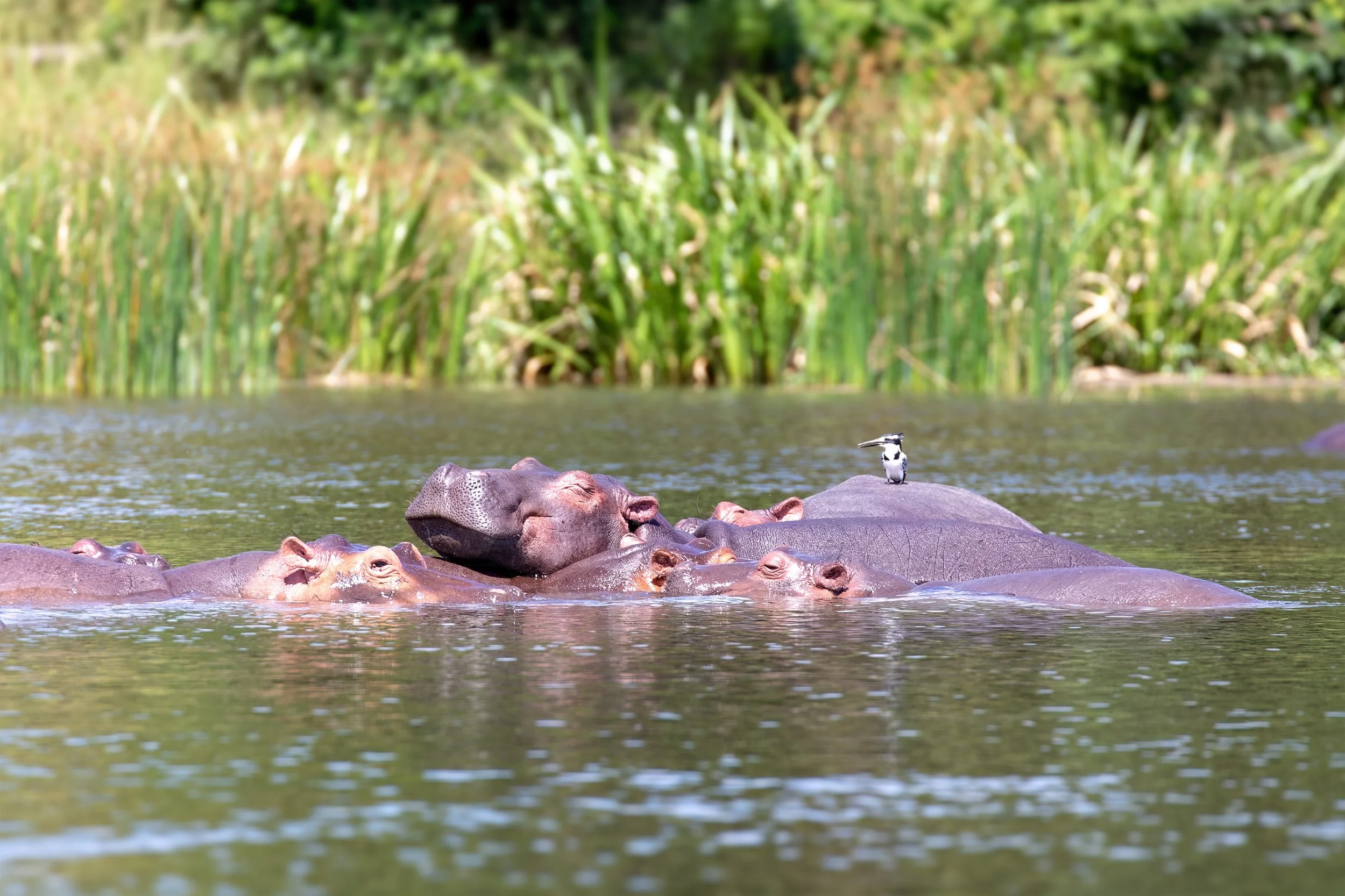 hippo 01.jpg