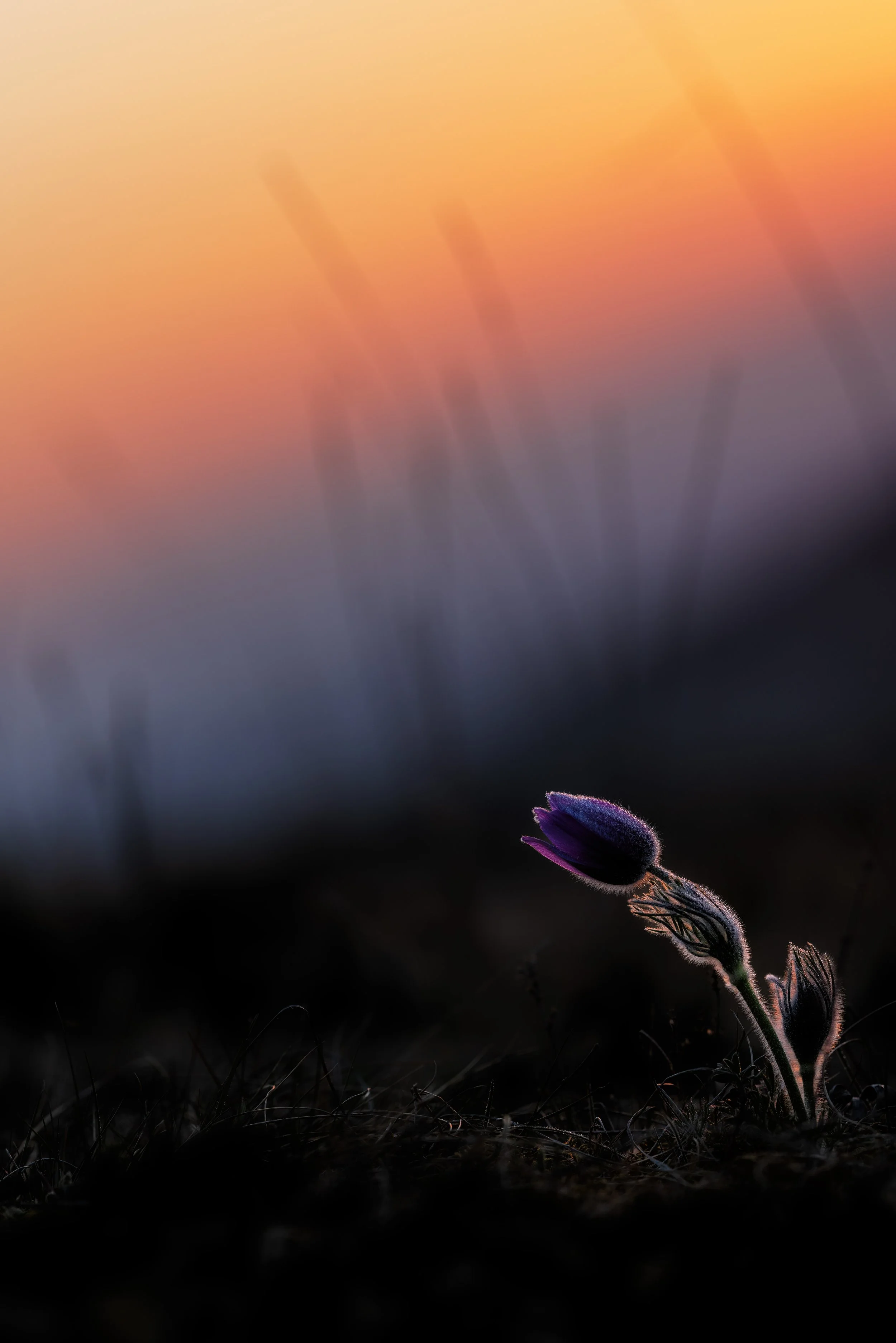 kuechenschelle 01.jpg