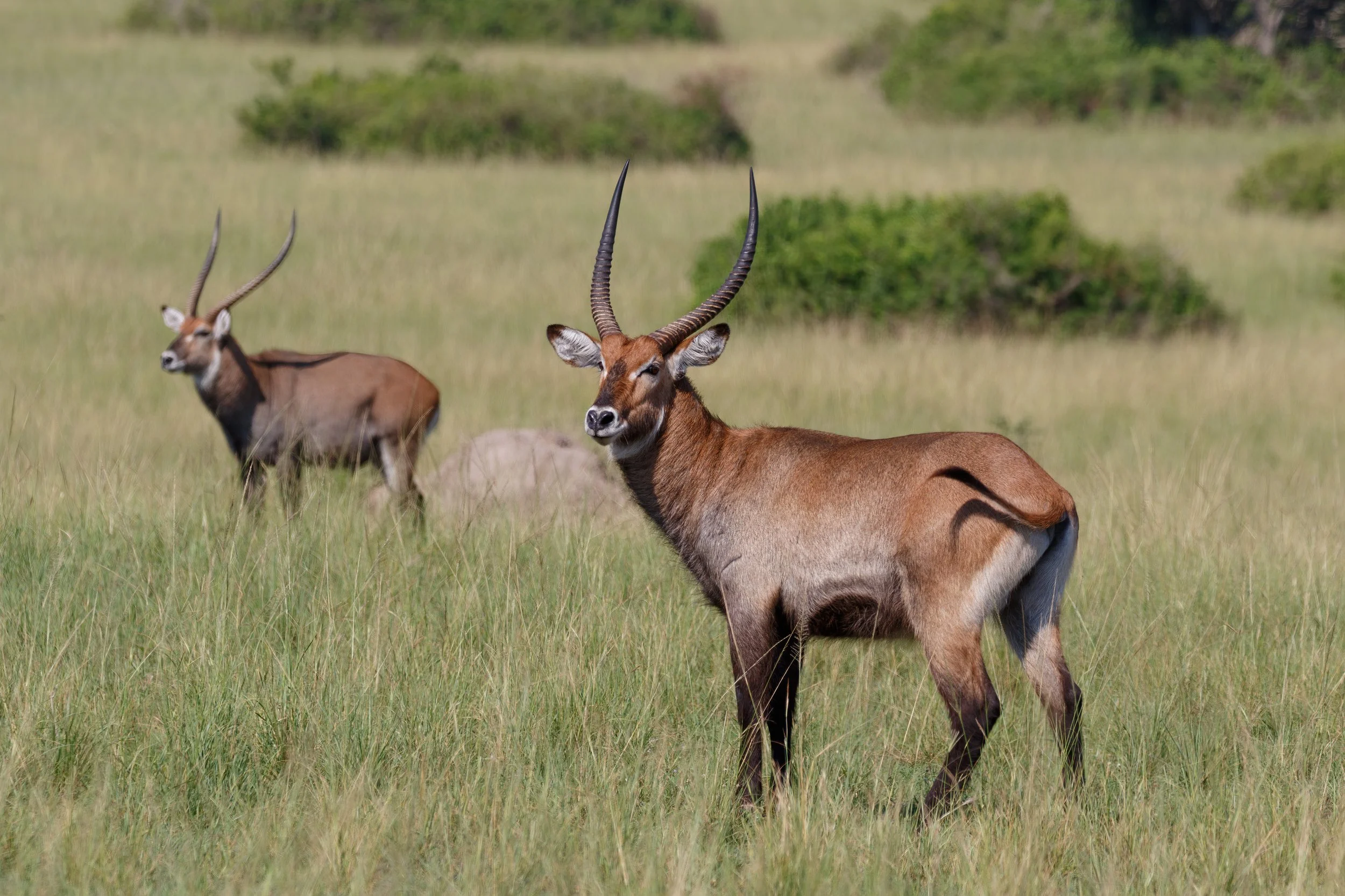 Defassa waterbuck