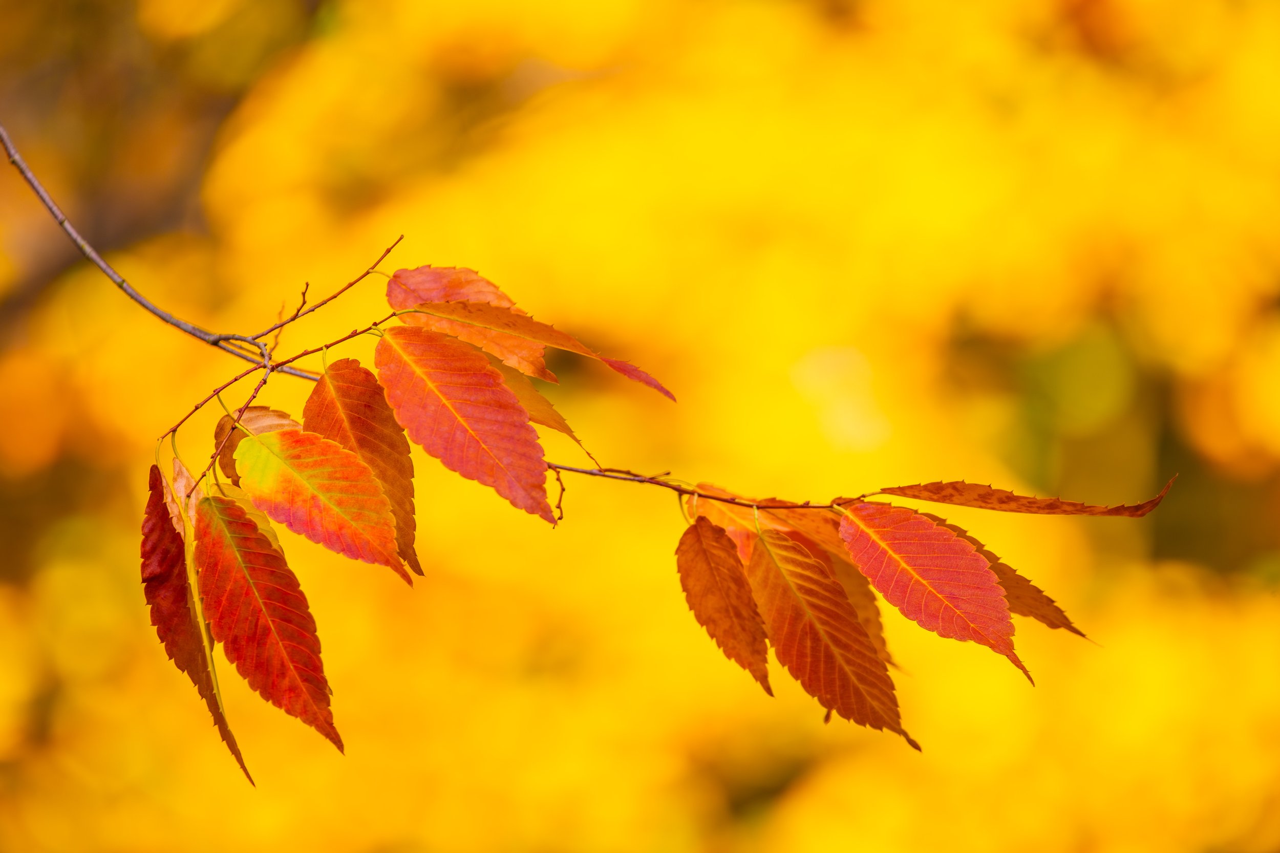 IMG_0504-Verbessert-RR-Bearbeitet Kopie.jpg