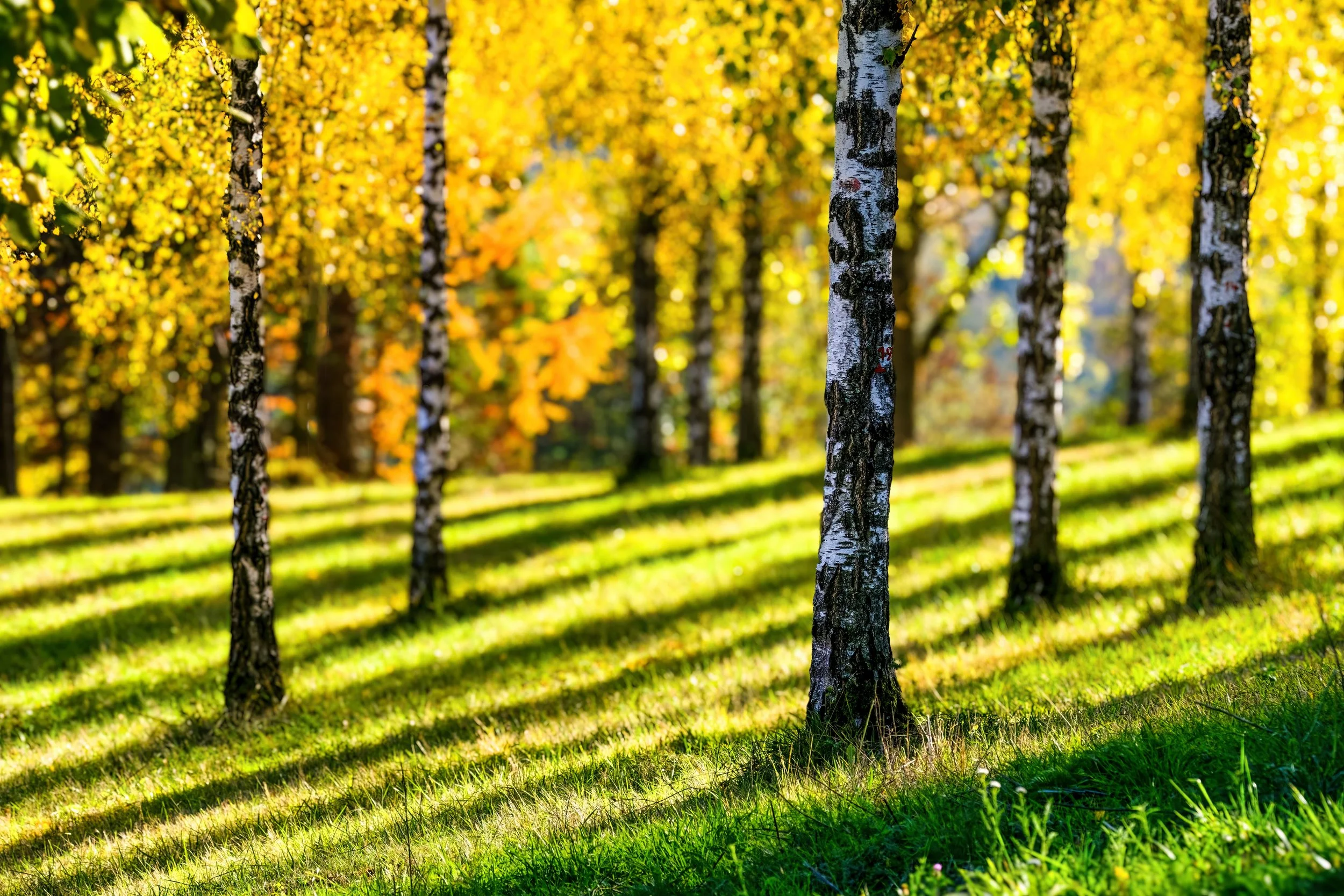 DSCF5812-Bearbeitet-Bearbeitet Kopie.jpg