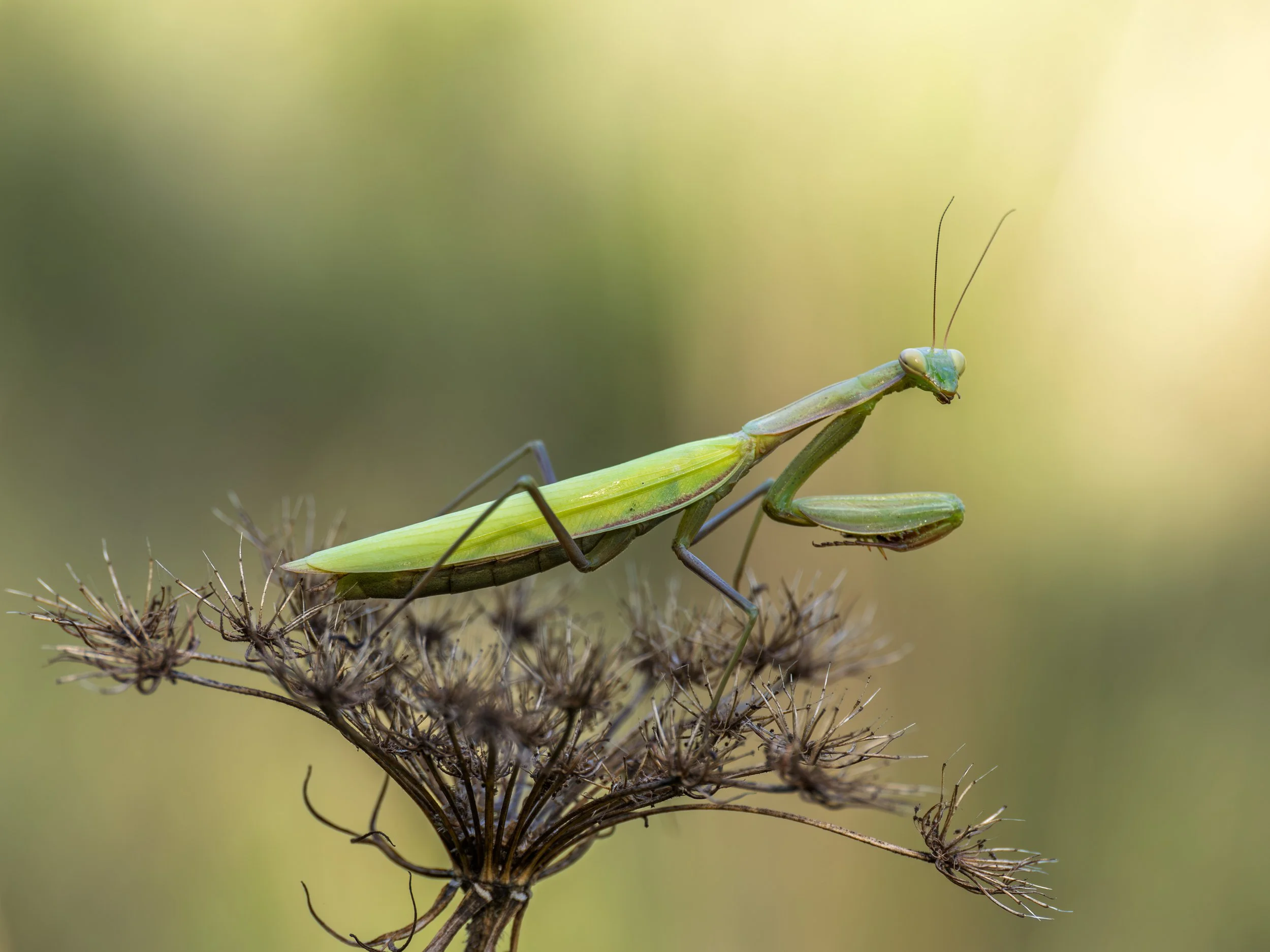 P9060080-Bearbeitet Mantis.jpg