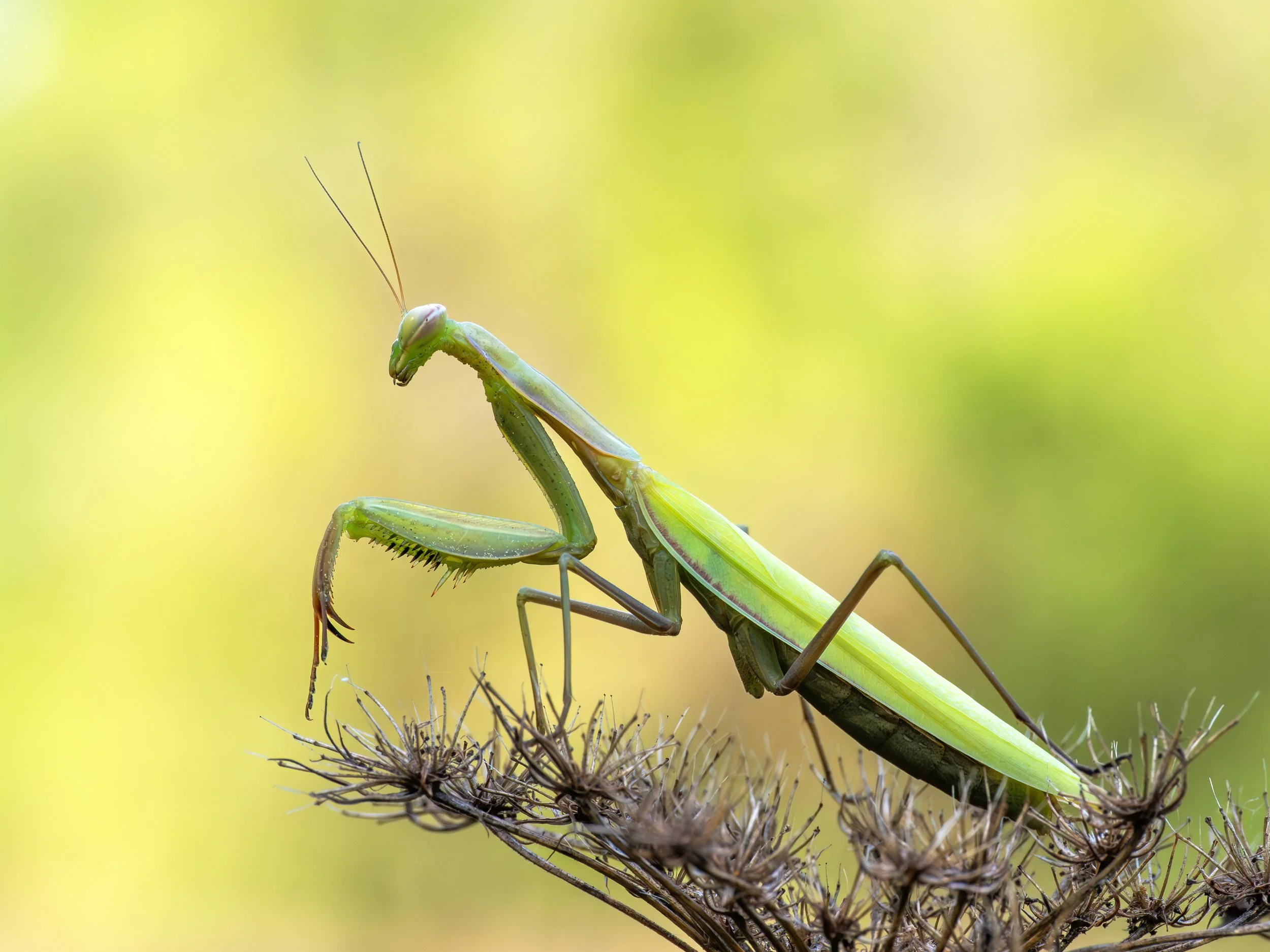 P9060341-Bearbeitet Mantis zoom crop.jpg