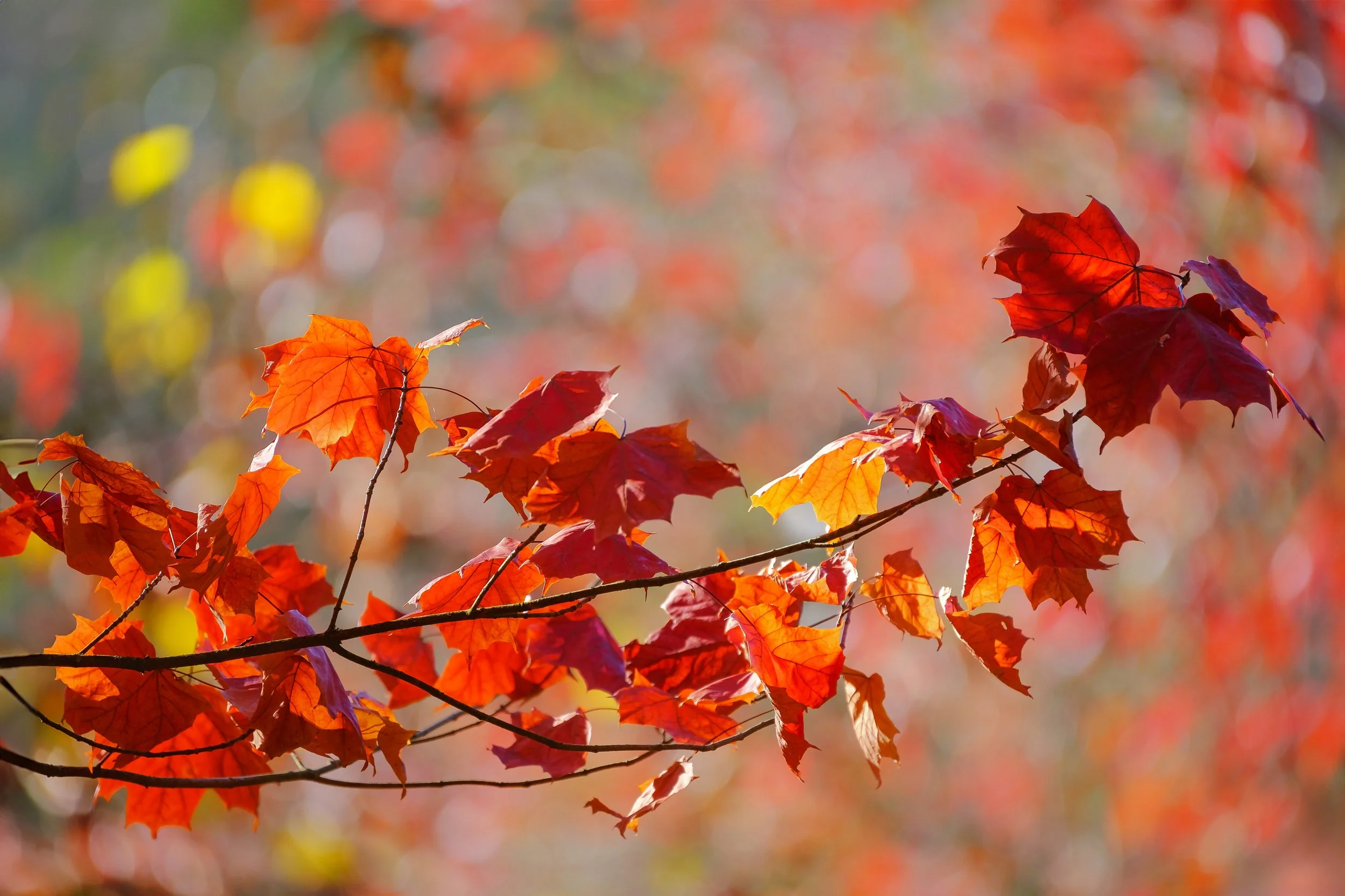 DSCF5747_bearb-Bearbeitet Kopie.jpg