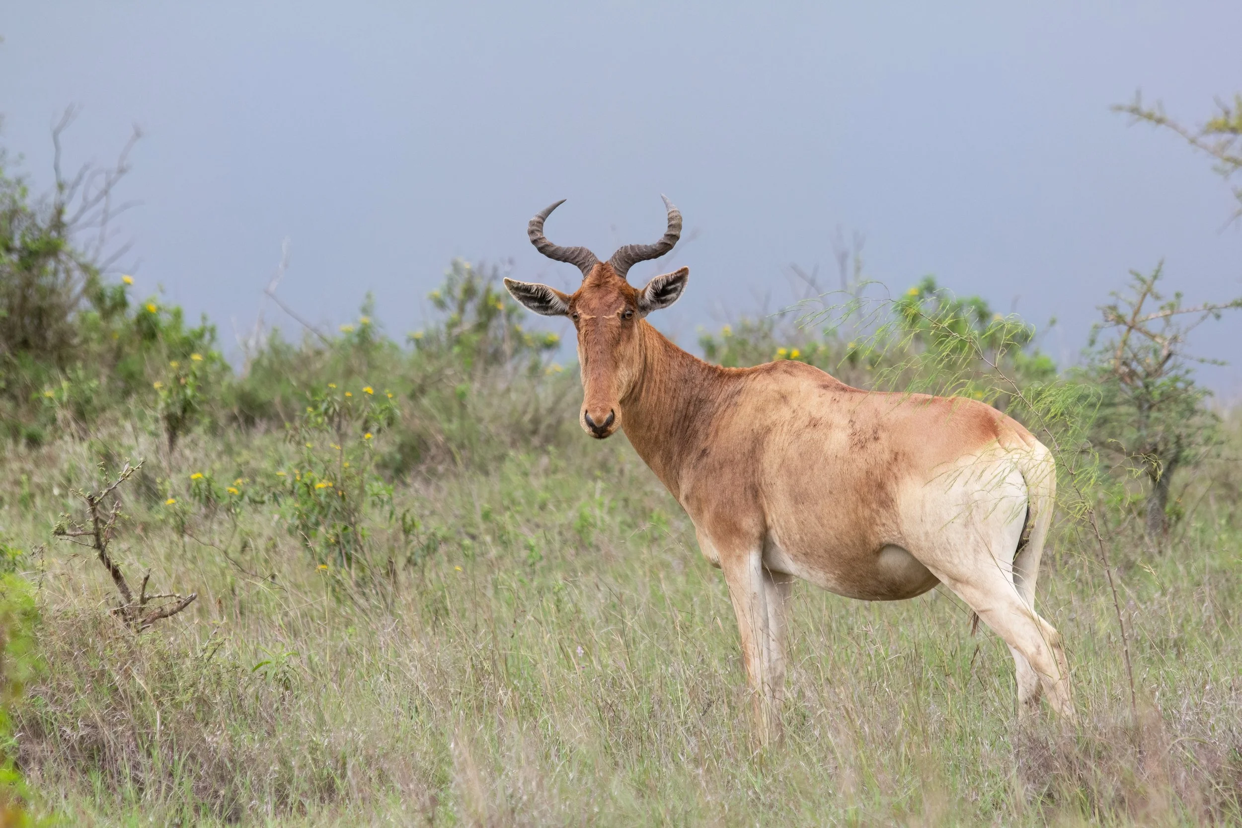 Jackson's hartebeest