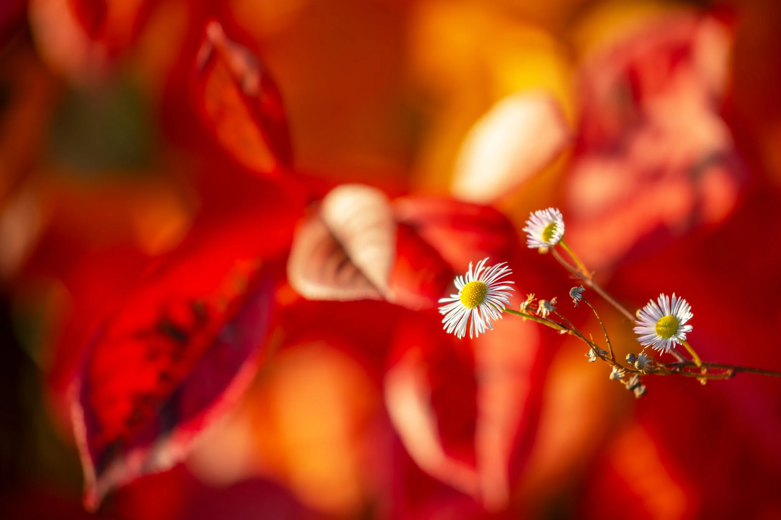 IMG_0555-Verbessert-RR-Bearbeitet Kopie.jpg