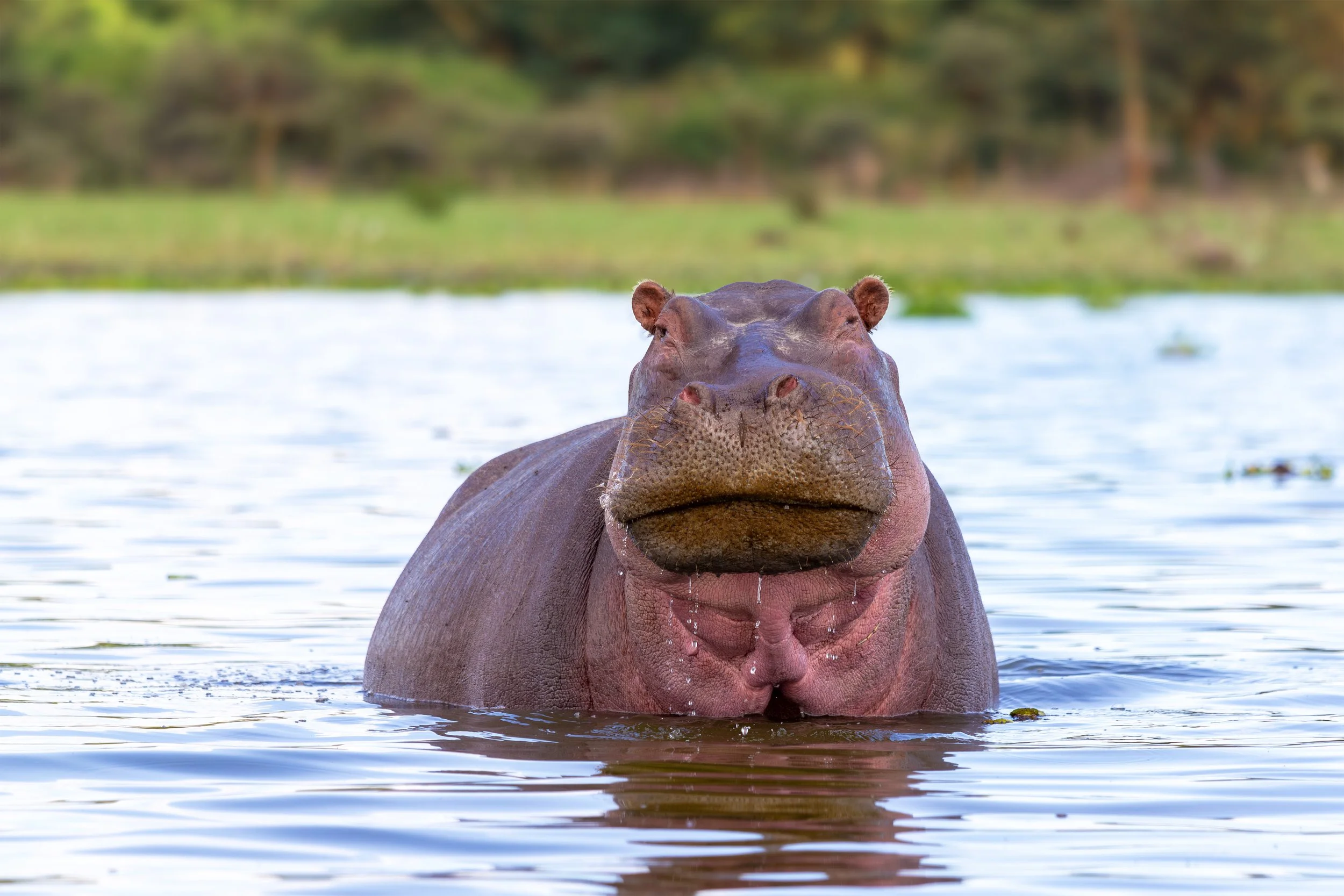 hippo 12.jpg