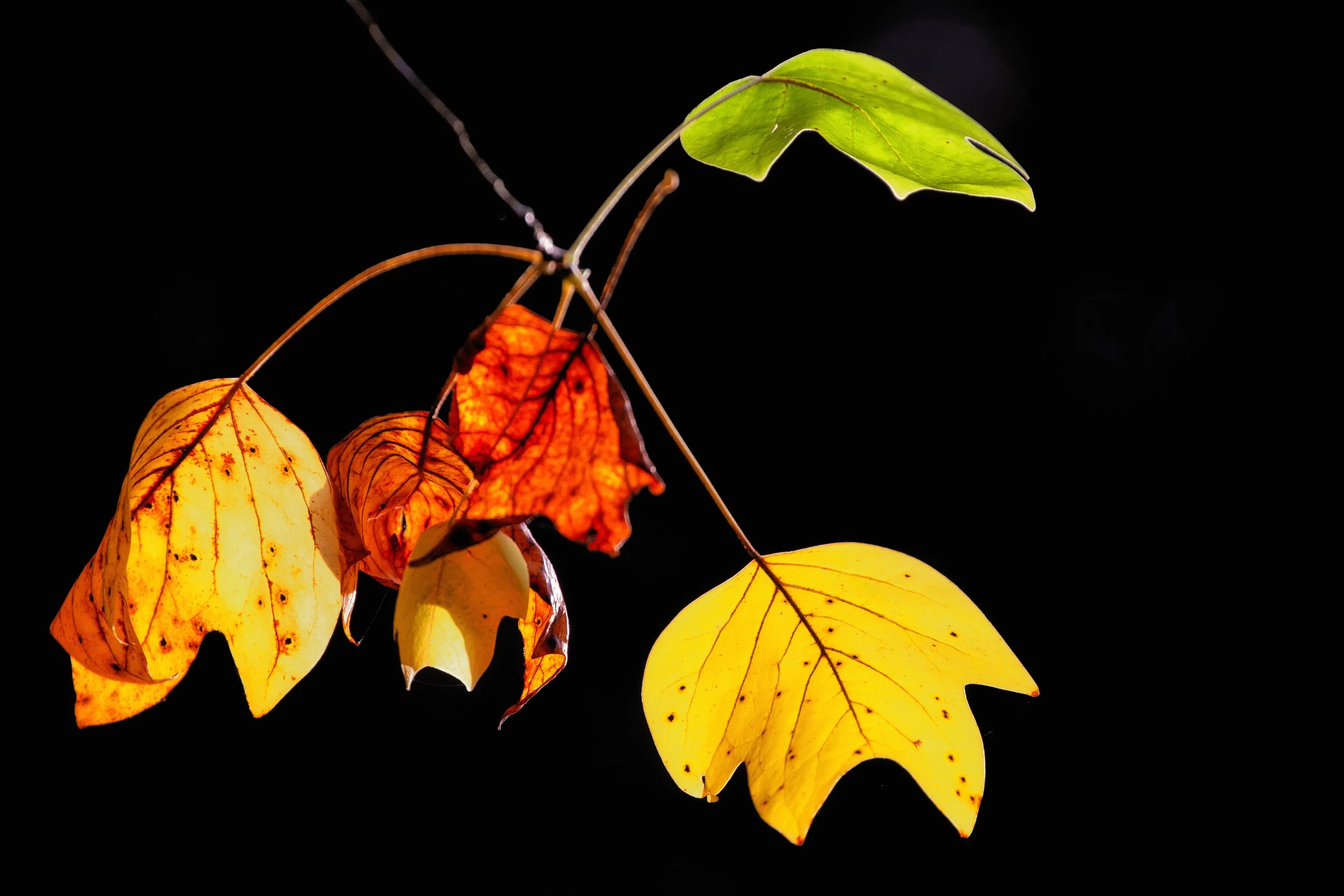 IMG_0519-Bearbeitet Kopie.jpg