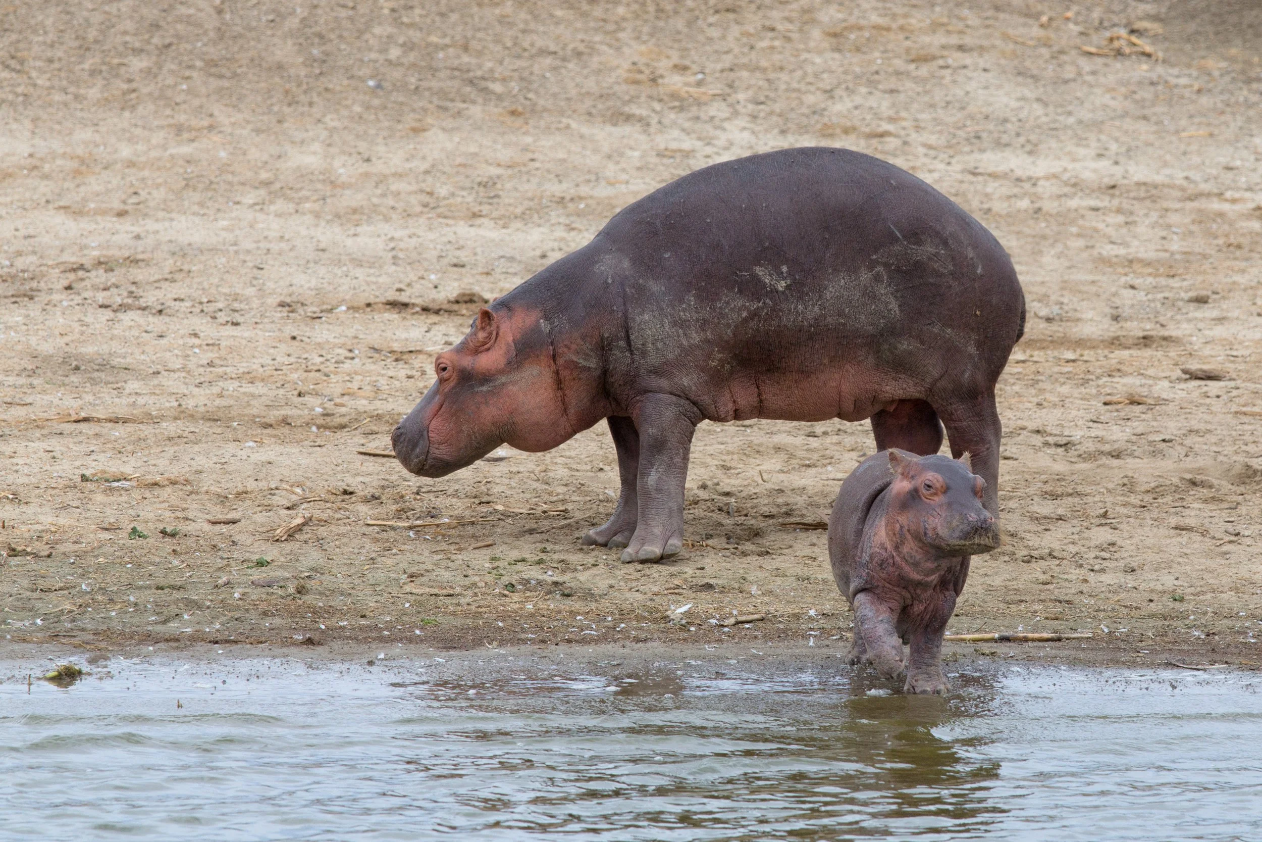 hippo 15.jpg