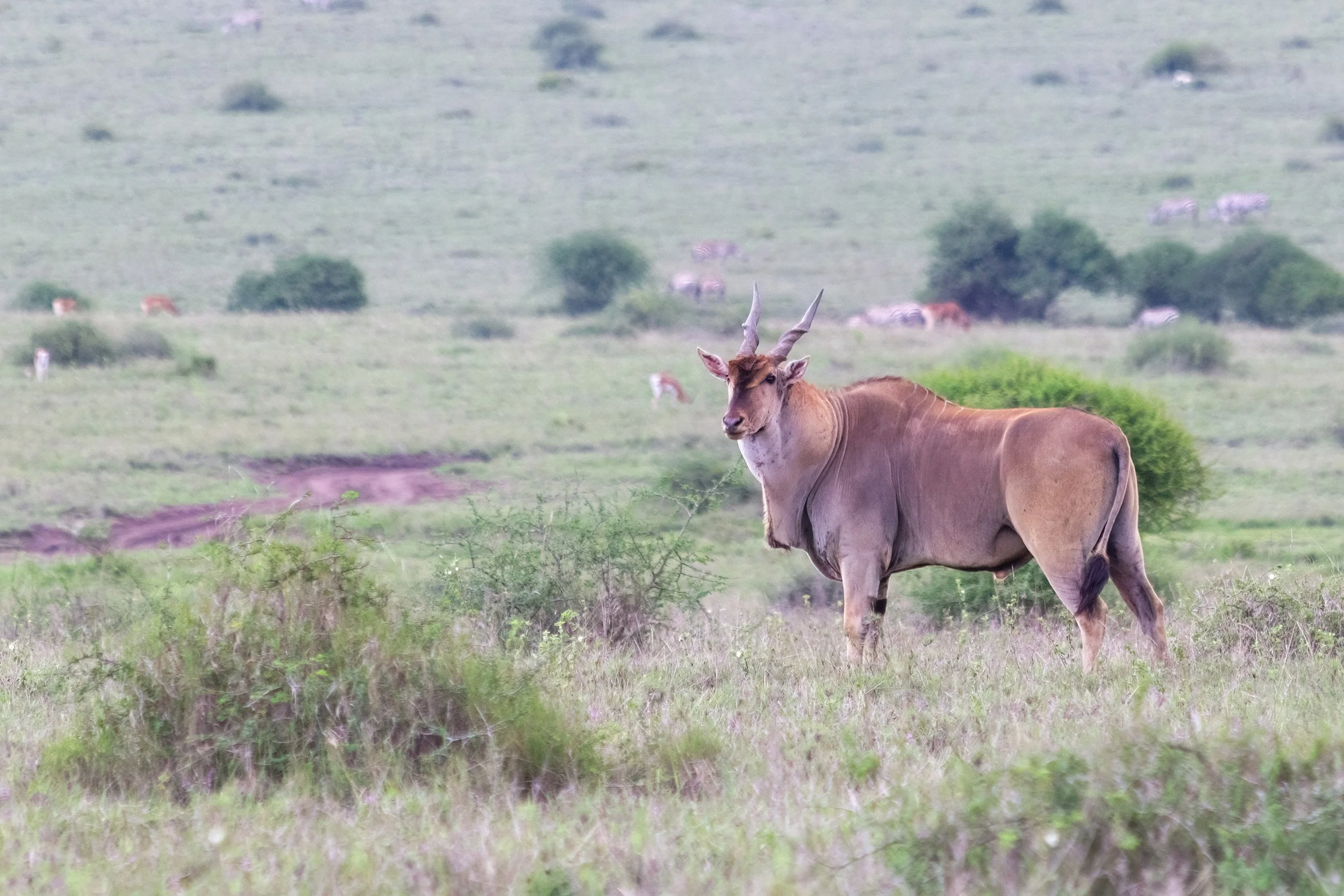 Eland