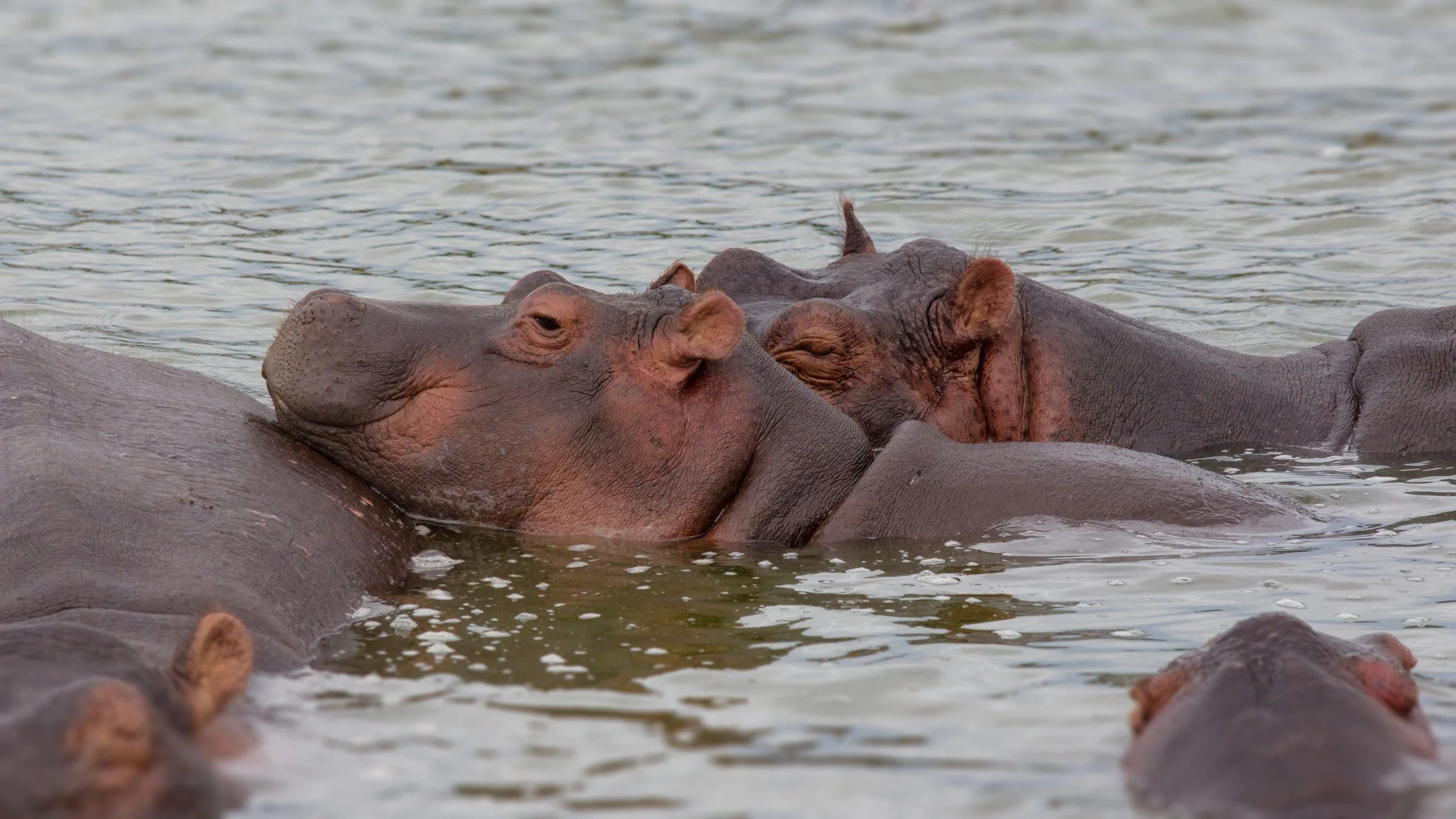 hippo 14.jpg