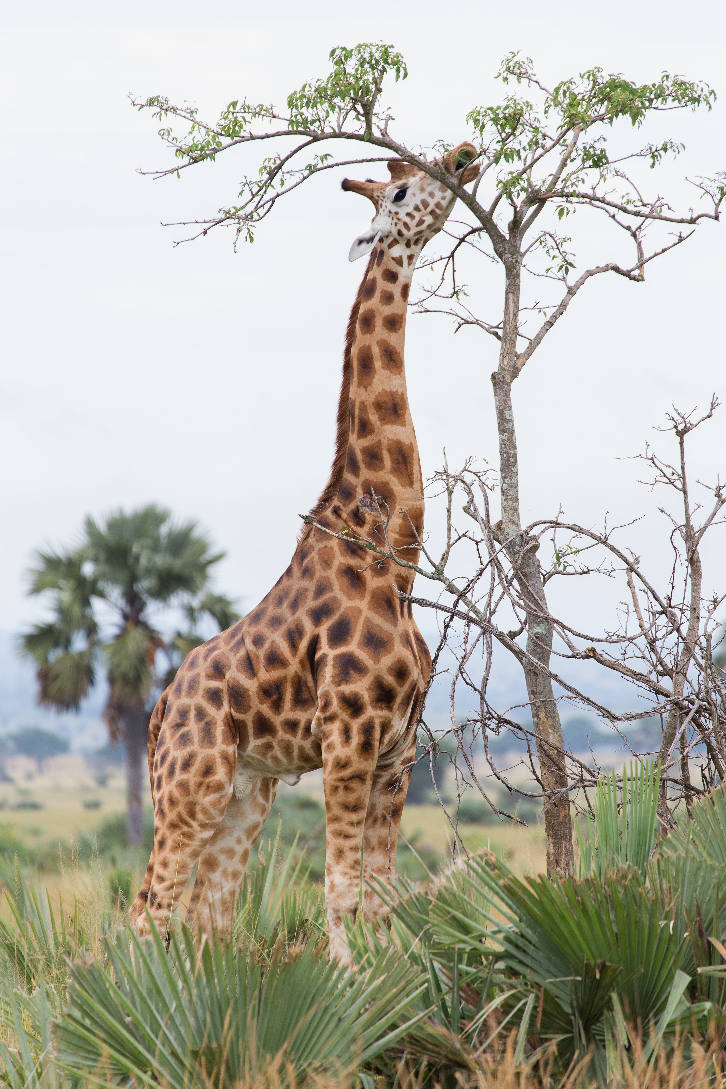 giraffe 07.jpg