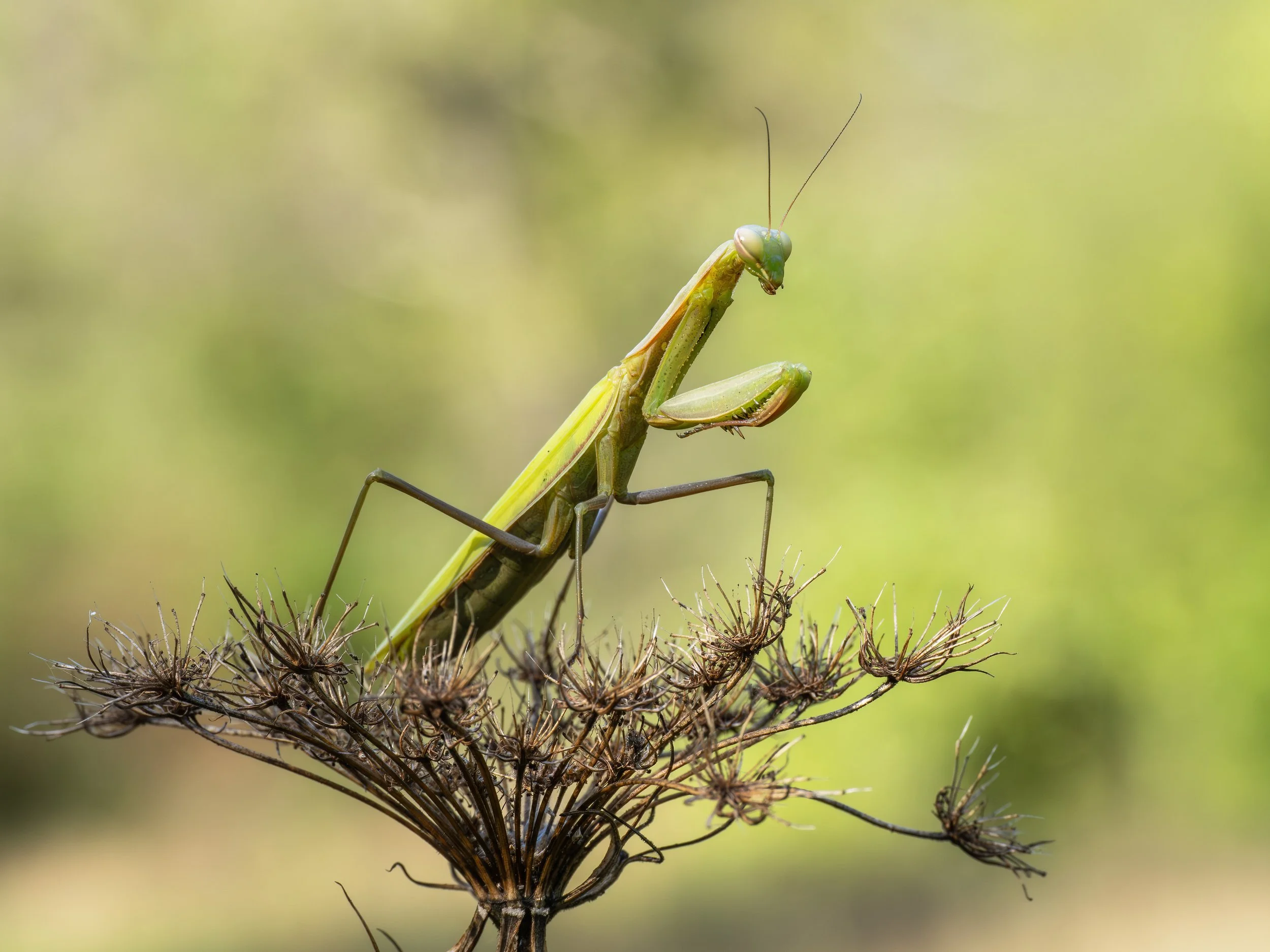 P9060158-Bearbeitet Mantis.jpg