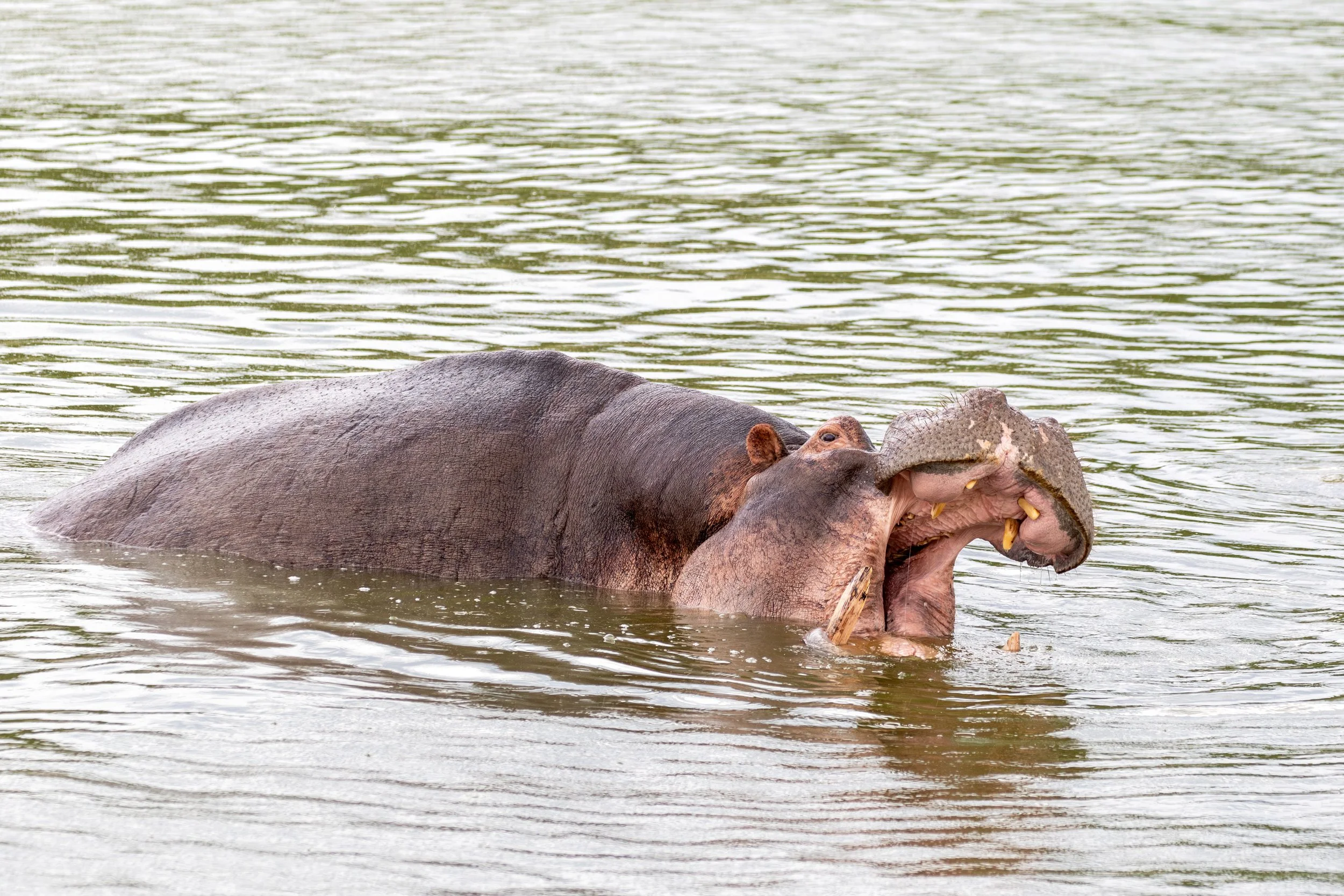 hippo 03.jpg