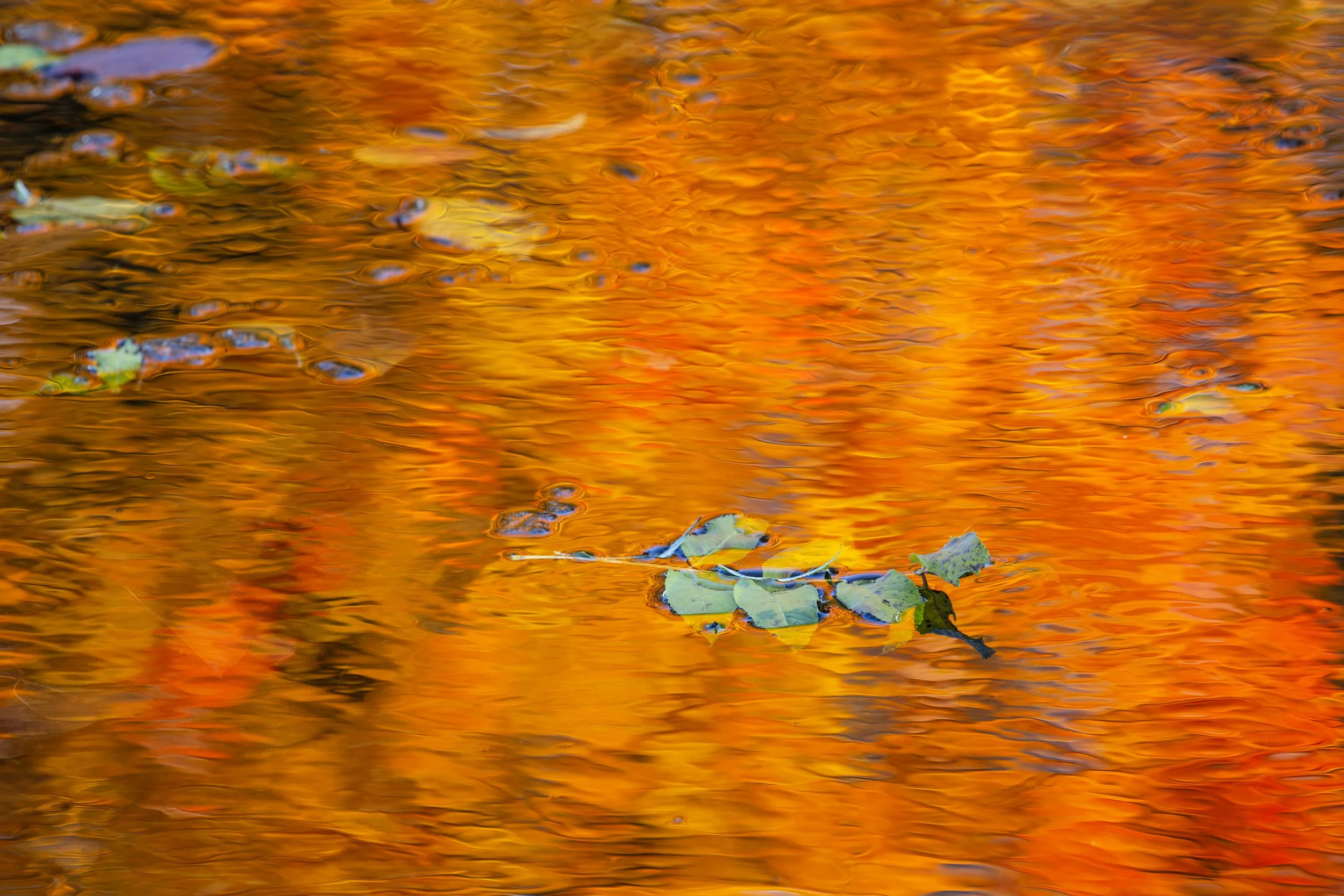 IMG_0529-Verbessert-RR-Bearbeitet Kopie.jpg