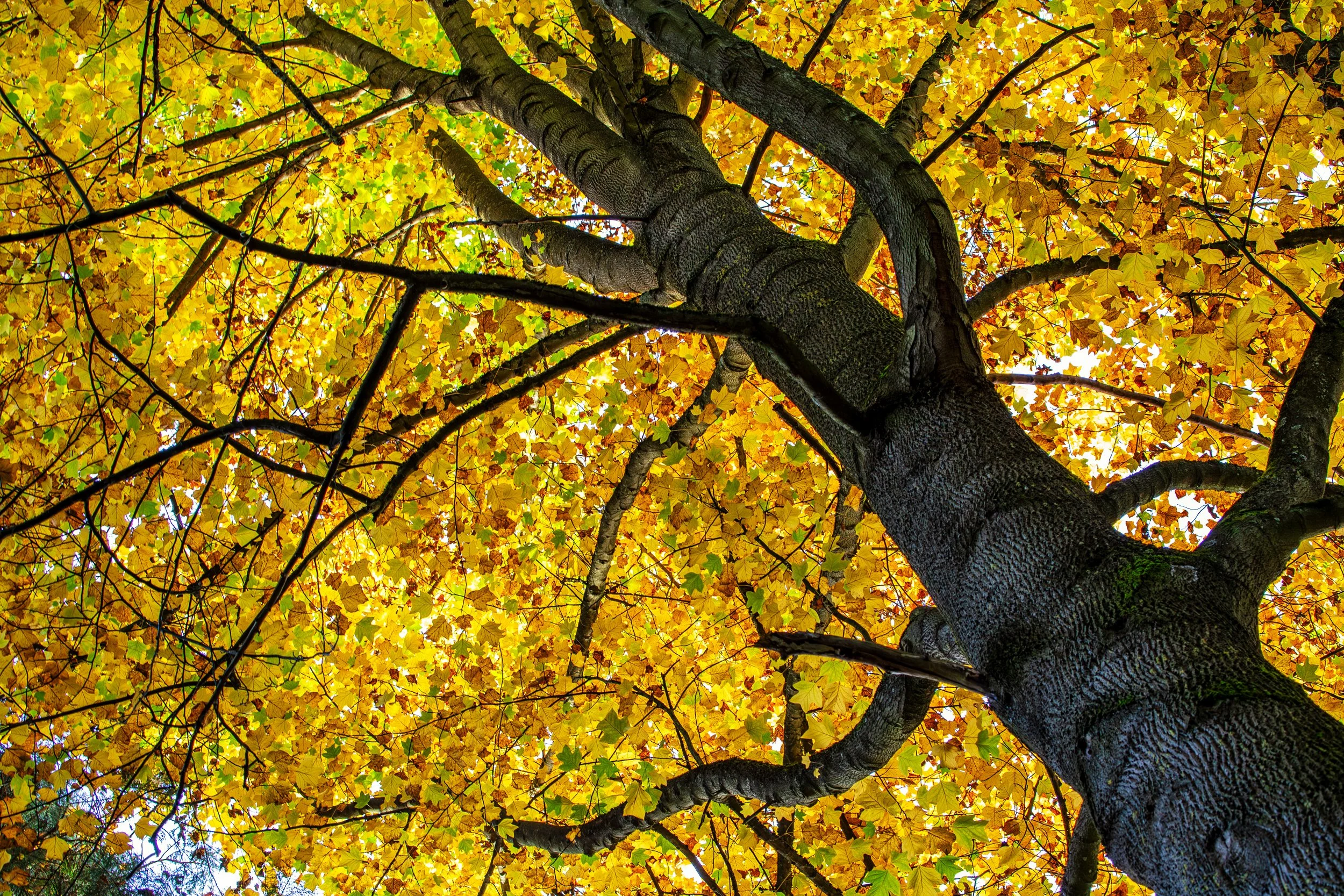 IMG_0526-Verbessert-RR-Bearbeitet-Bearbeitet Kopie.jpg