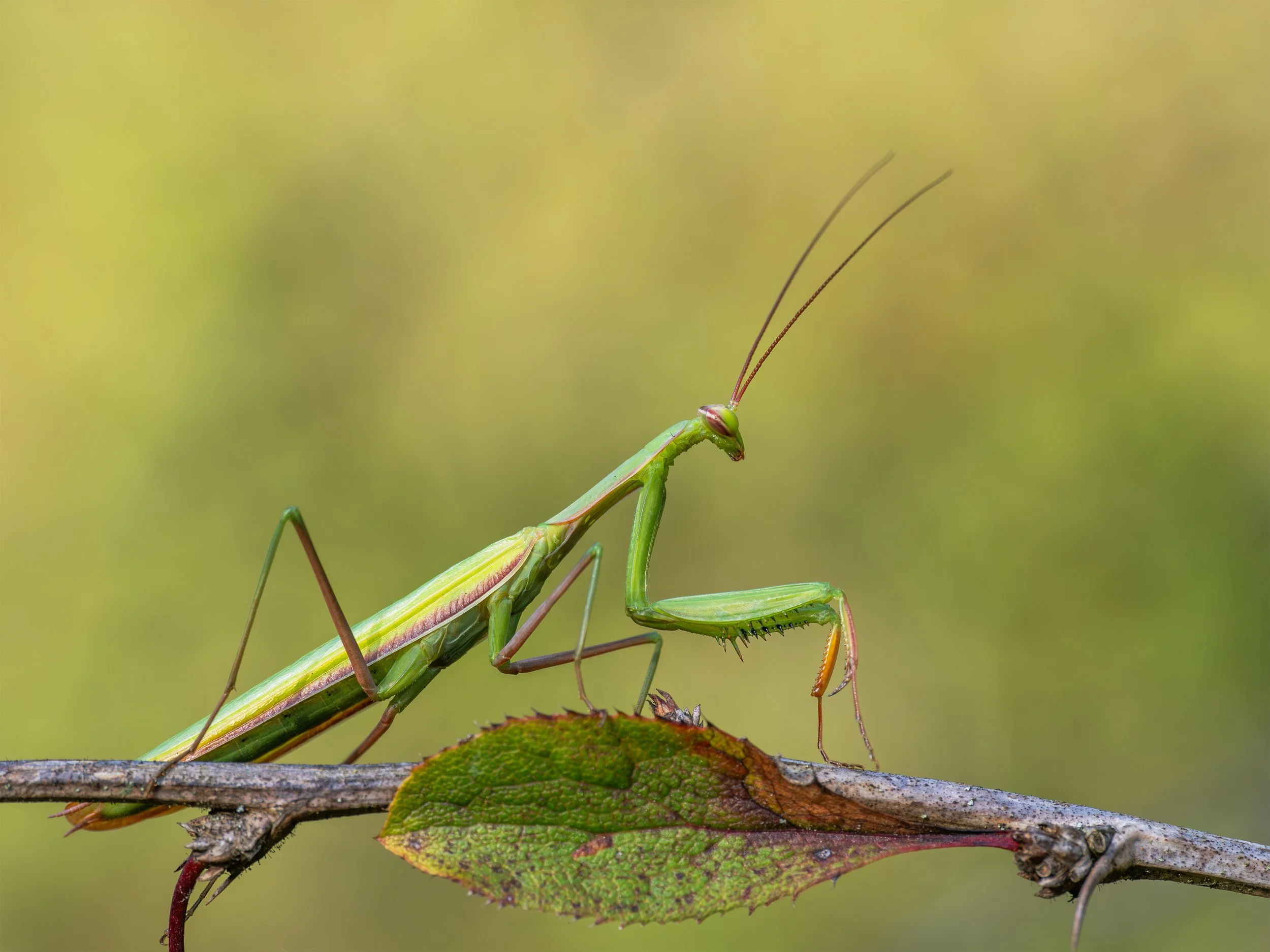 P9060449-Bearbeitet Mantis zoom.jpg