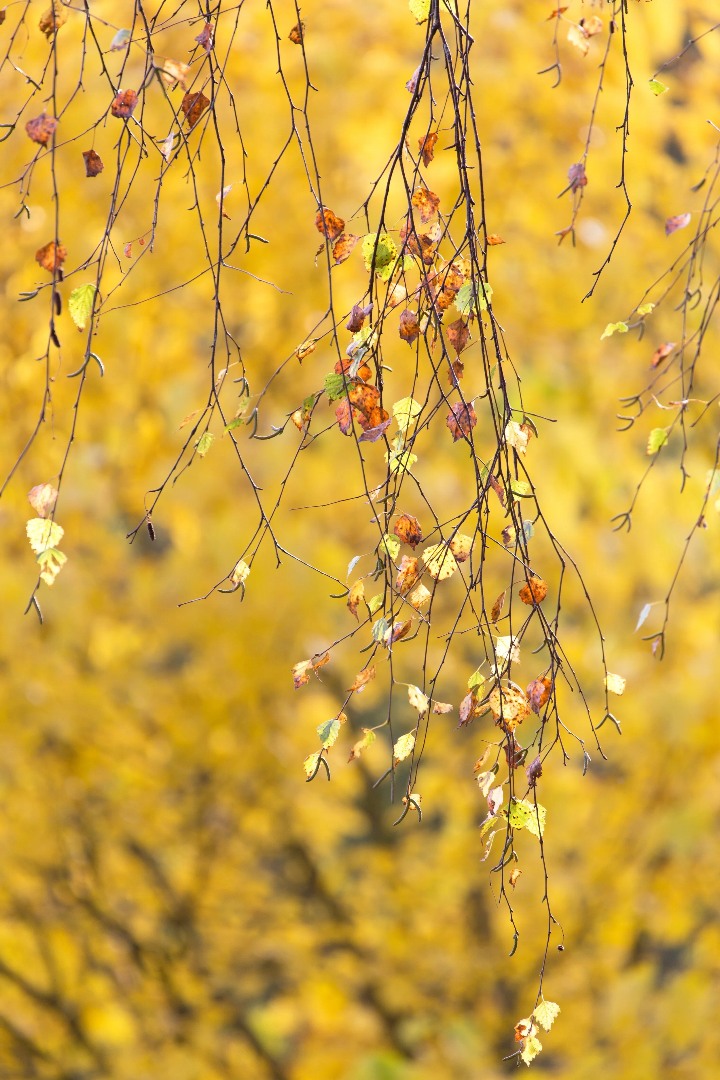 IMG_0434_bearb-Bearbeitet Kopie.jpg