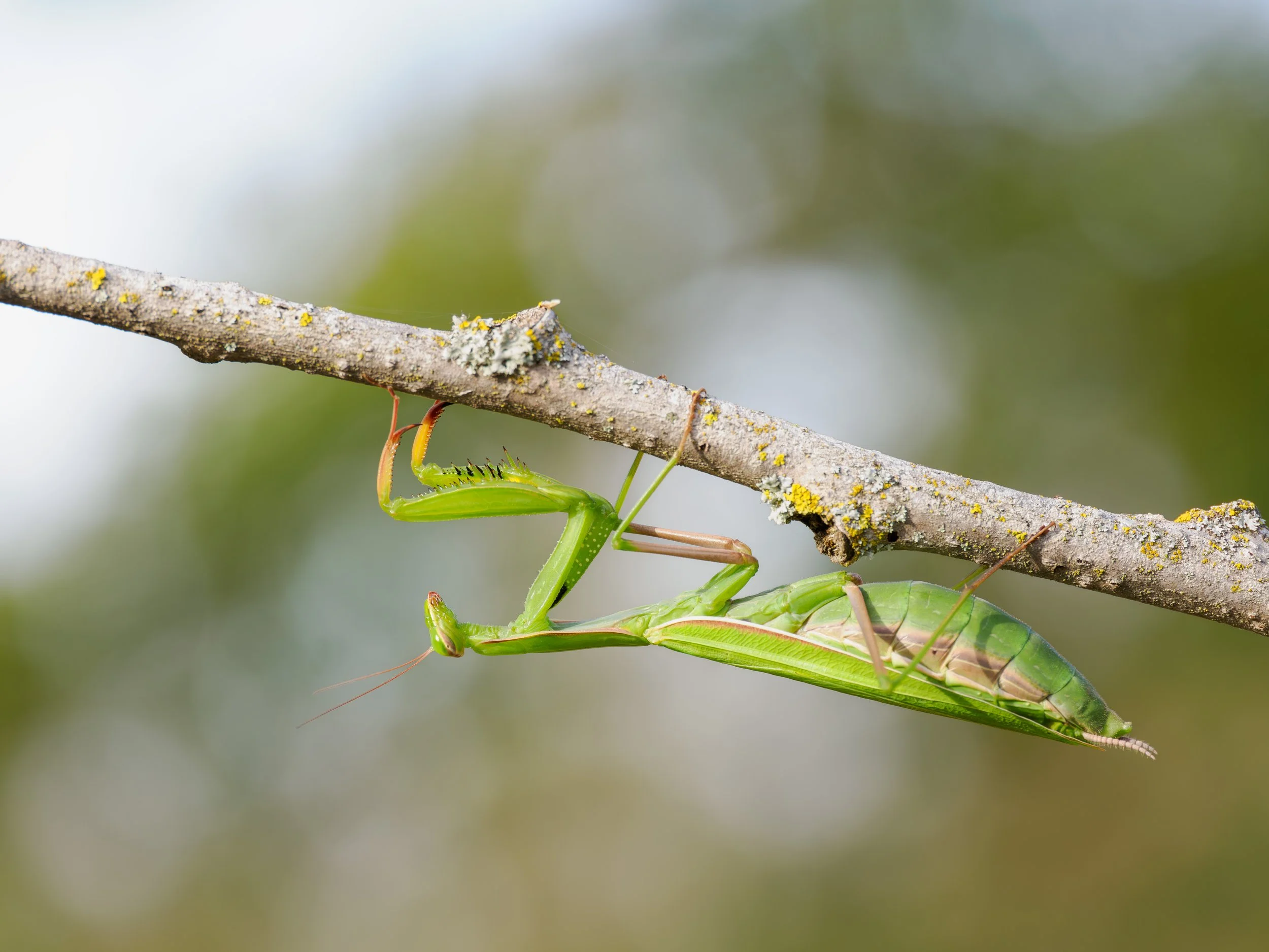 P9060579-Bearbeitet Mantis.jpg