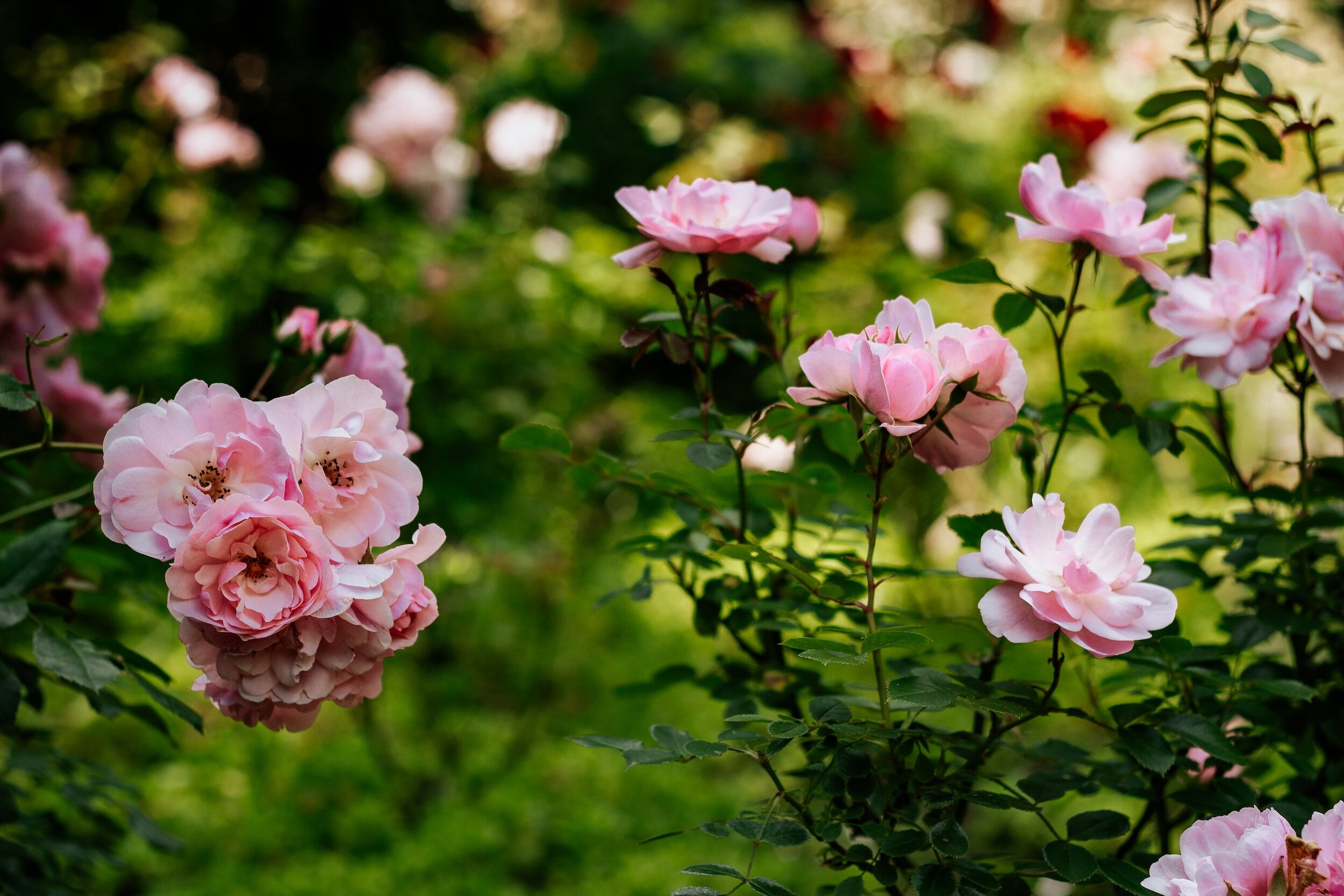 Rose garden at Oakfield Gardens Crematorium, near Flitwick, Bedfordshire
